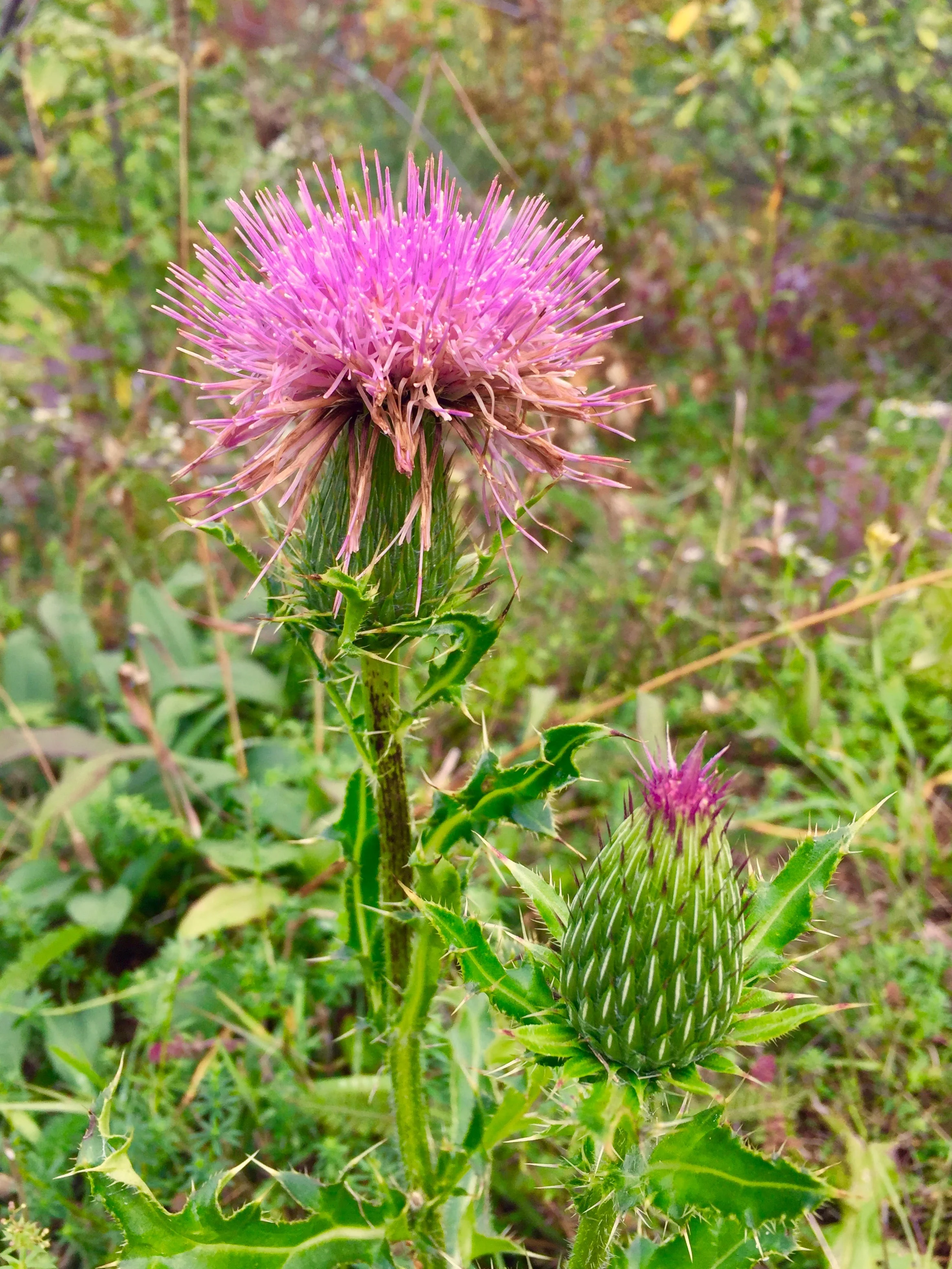 Wildflowers of the Catskills: Milk Thistle & More 
