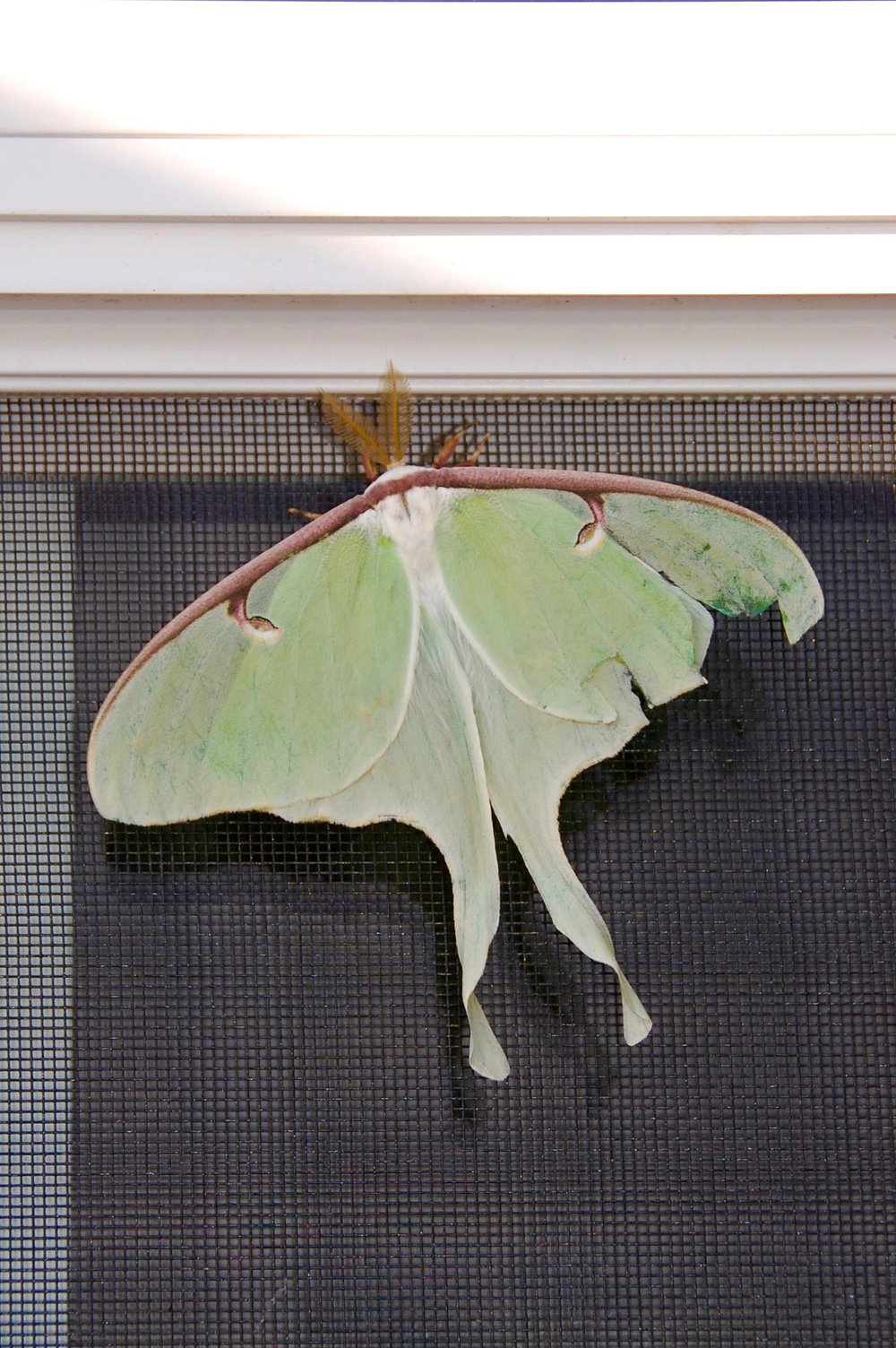Large, Green, Looking at the Luna Moth — Brooklyn DoubleWide