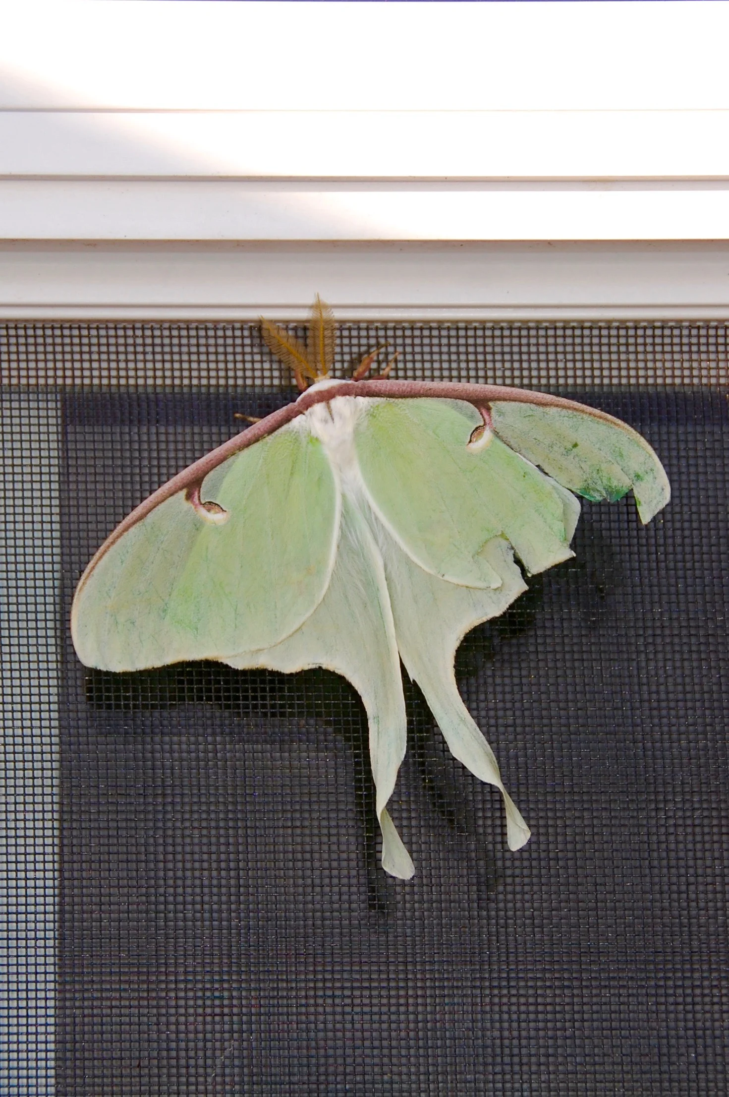 Large Light Green Butterfly Like Looking At The Luna Moth Brooklyn Doublewide Large Light Green Butterfly Like Looking At The Luna Moth Brooklyn Doublewide