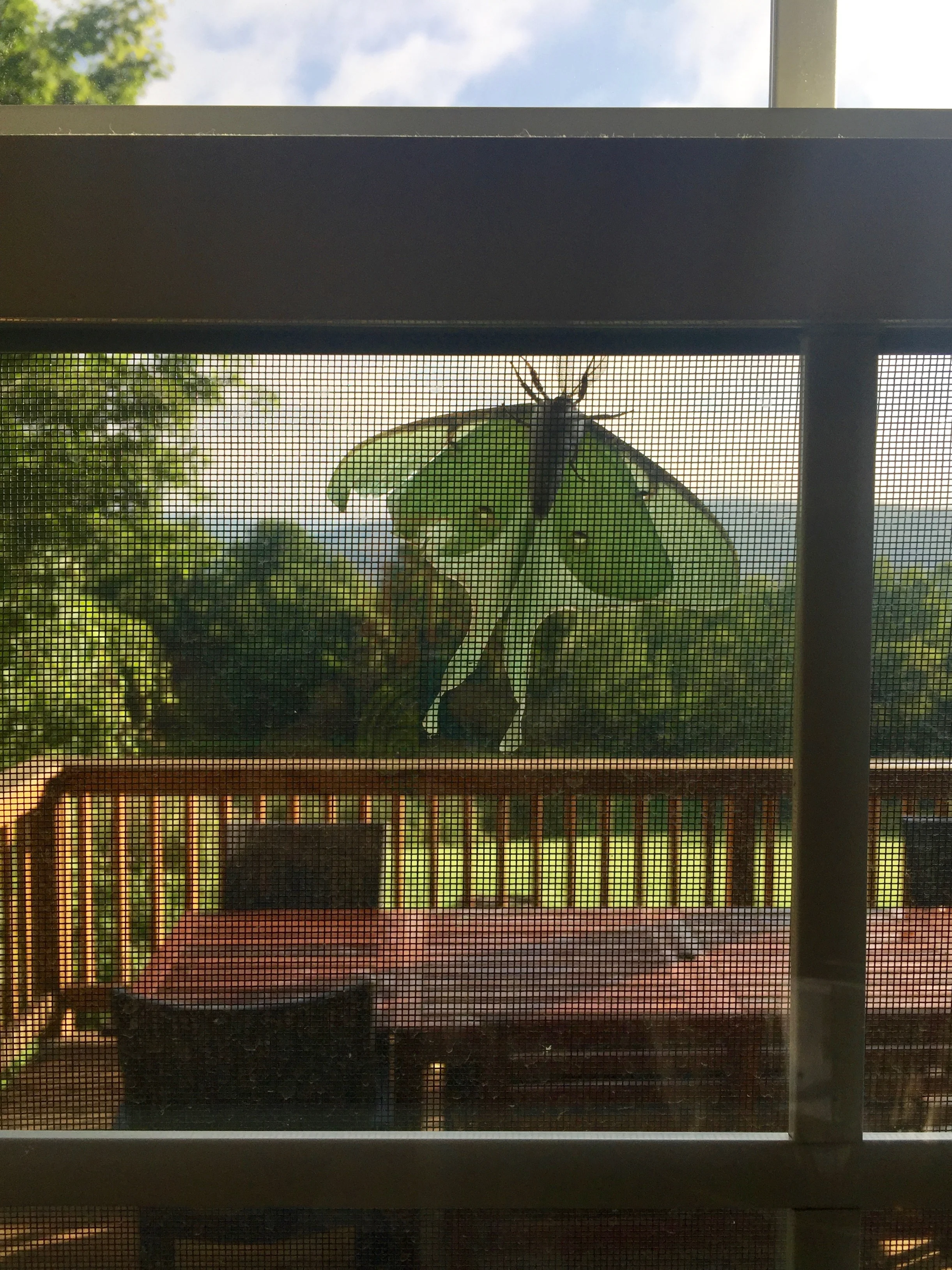 luna moth underside