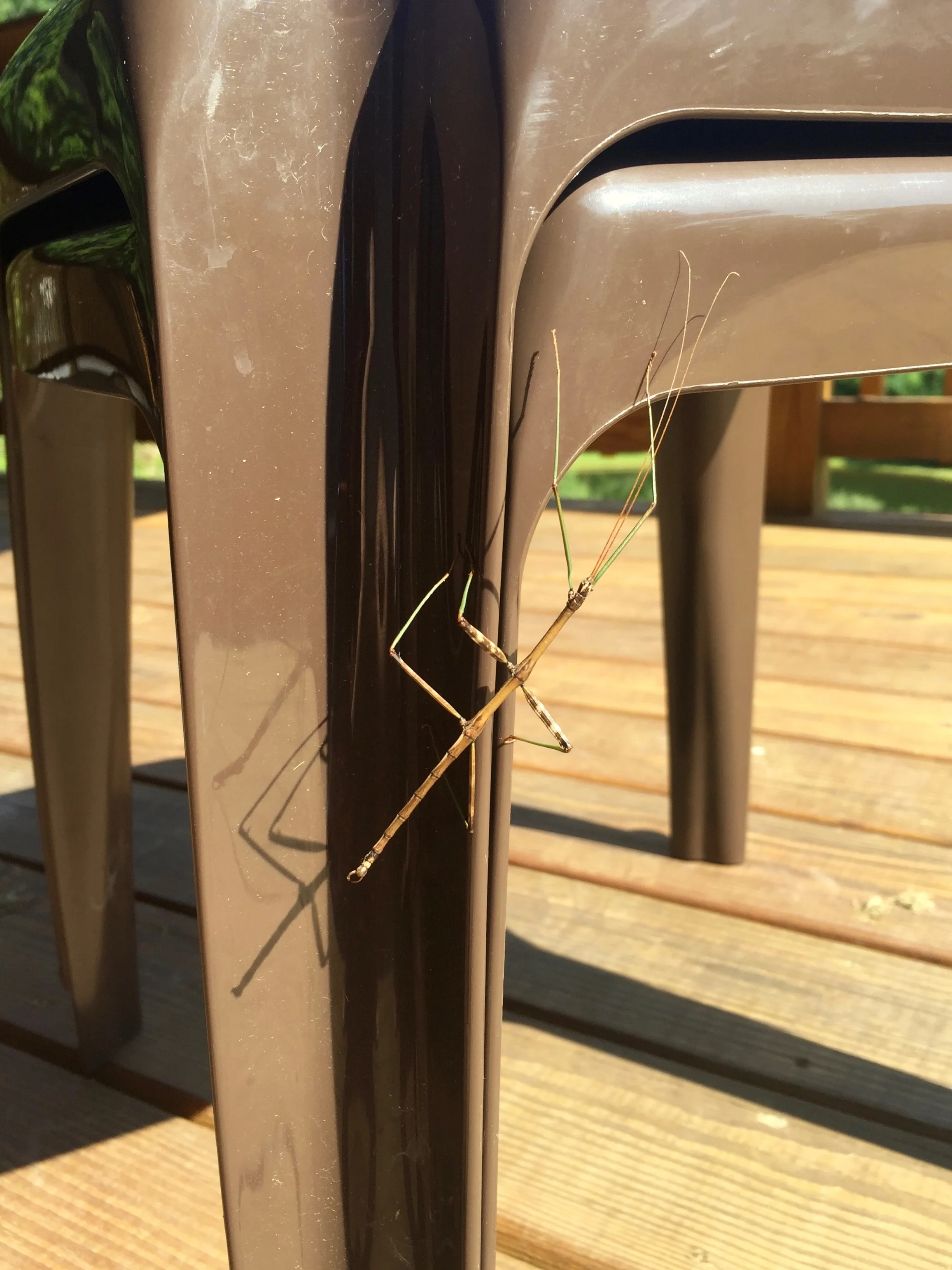 Stick Bug Sighting: The Incredible Walking Stick Insect! — Brooklyn