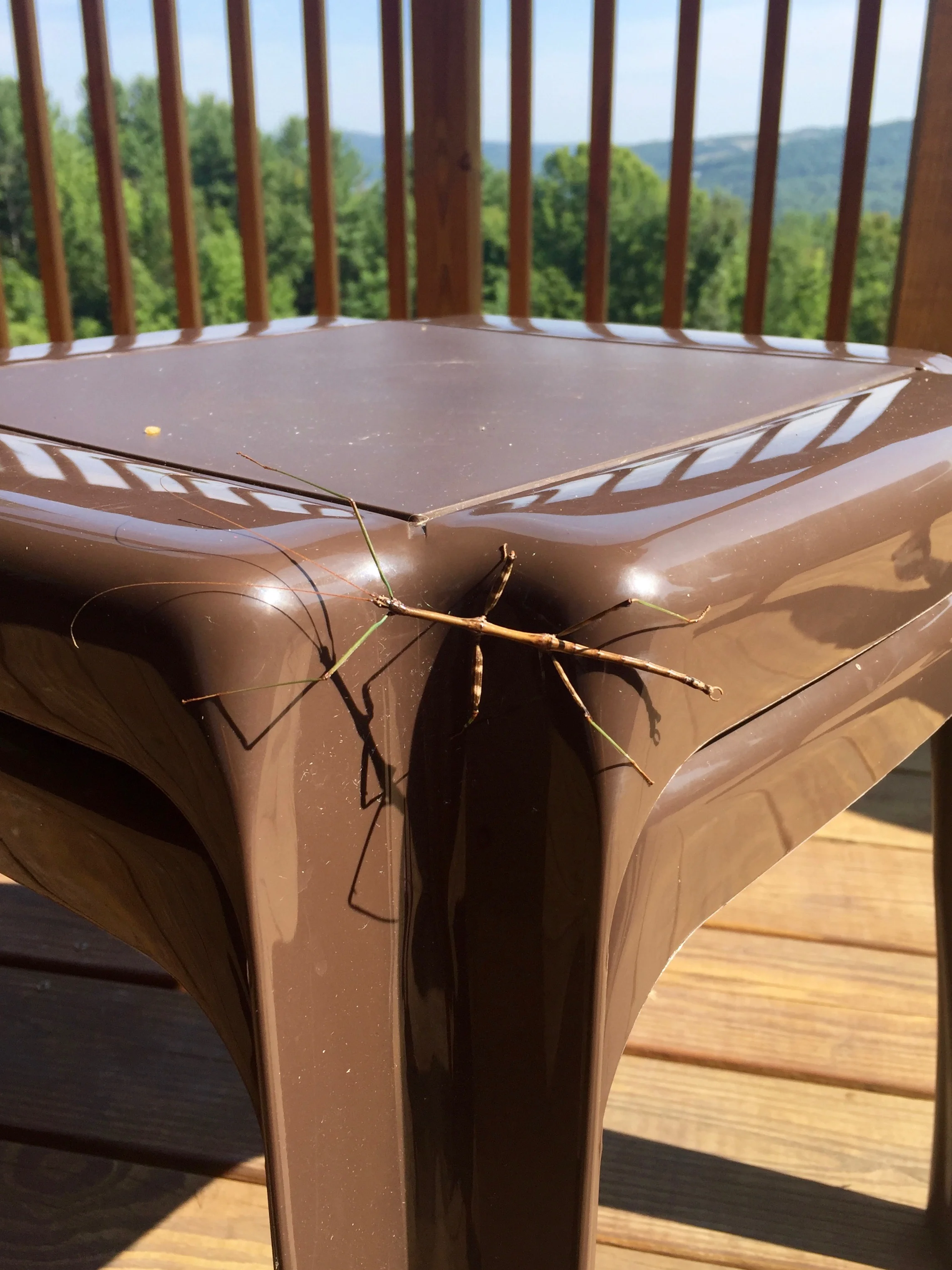 Stick Bug Sighting: The Incredible Walking Stick Insect! — Brooklyn