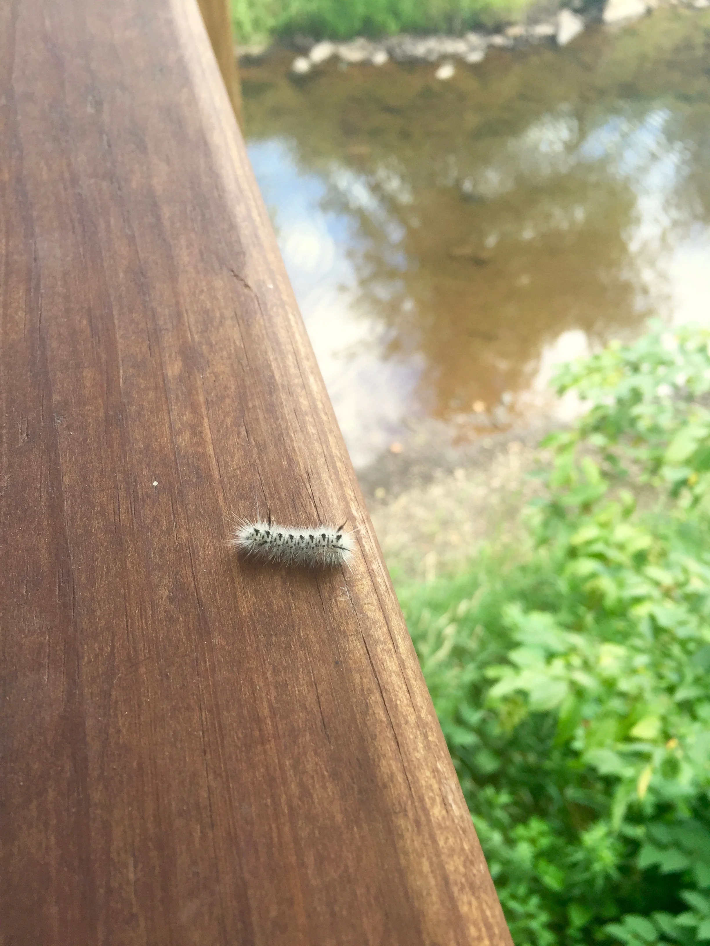 This hickory tussock moth caterpillar seems to be enjoying the view of the creek.