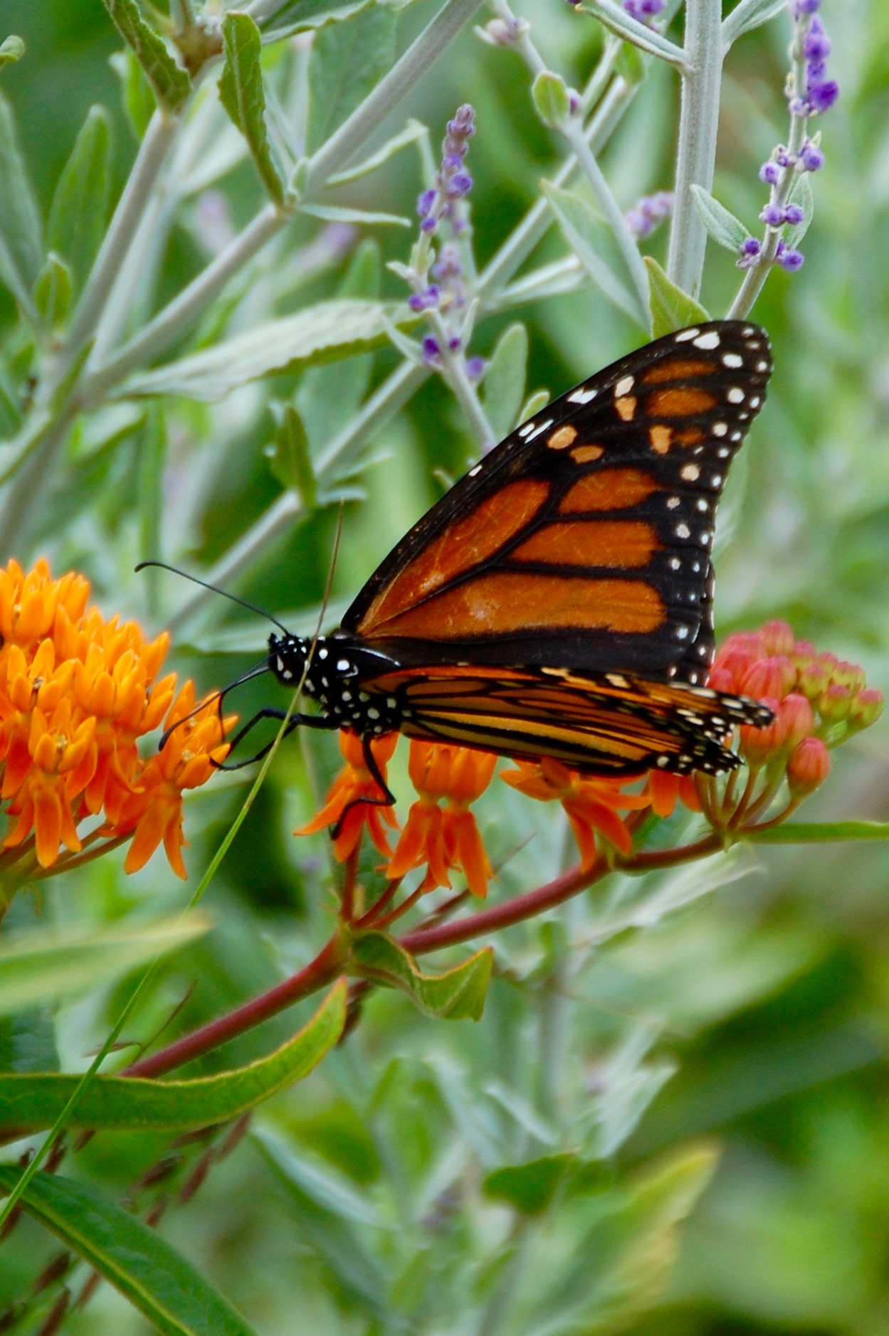 Mountain Top Arboretum: Splendor in the Trees