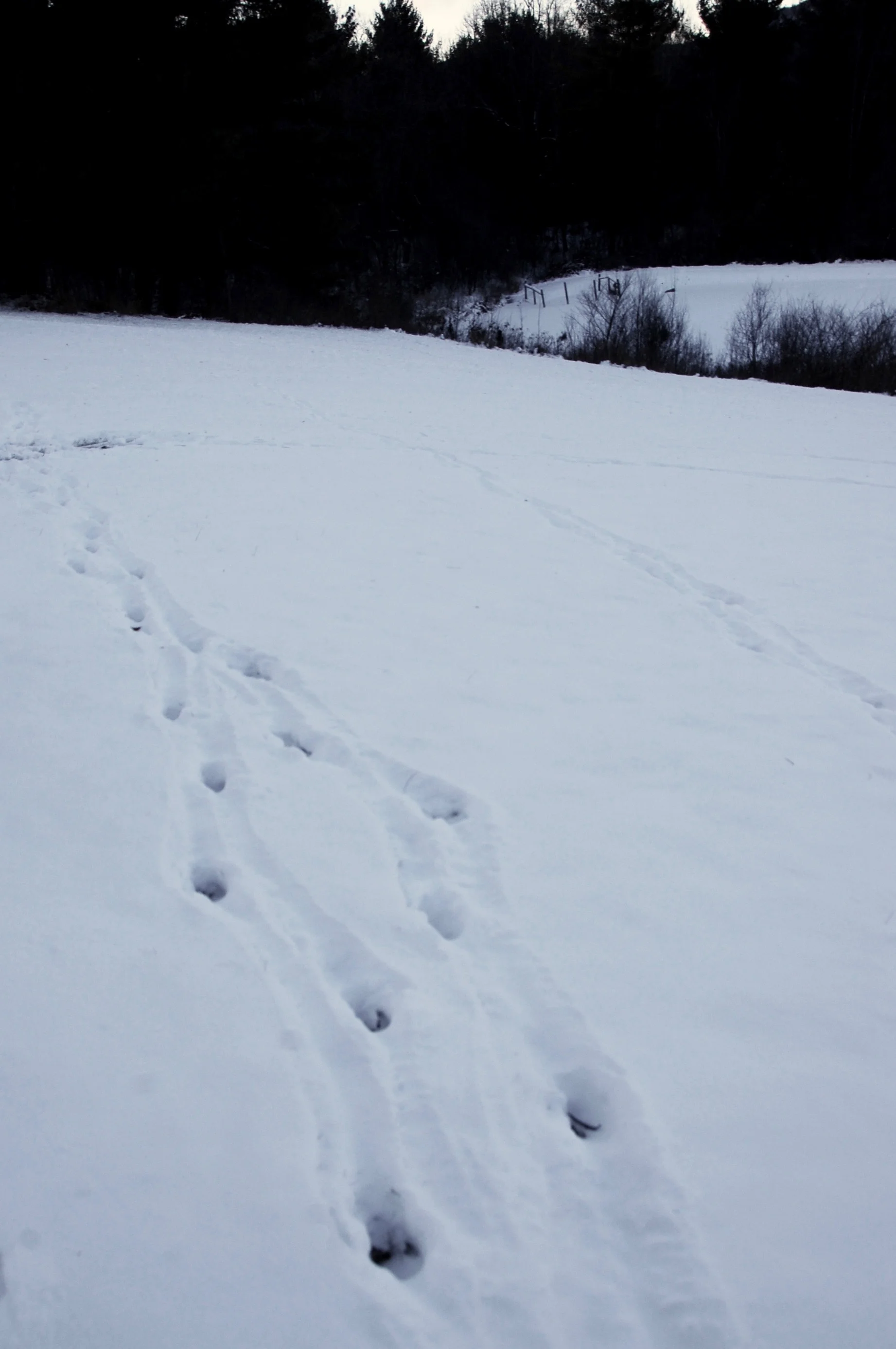 Coyote Tracks In Snow coyote-tracks-in-snow