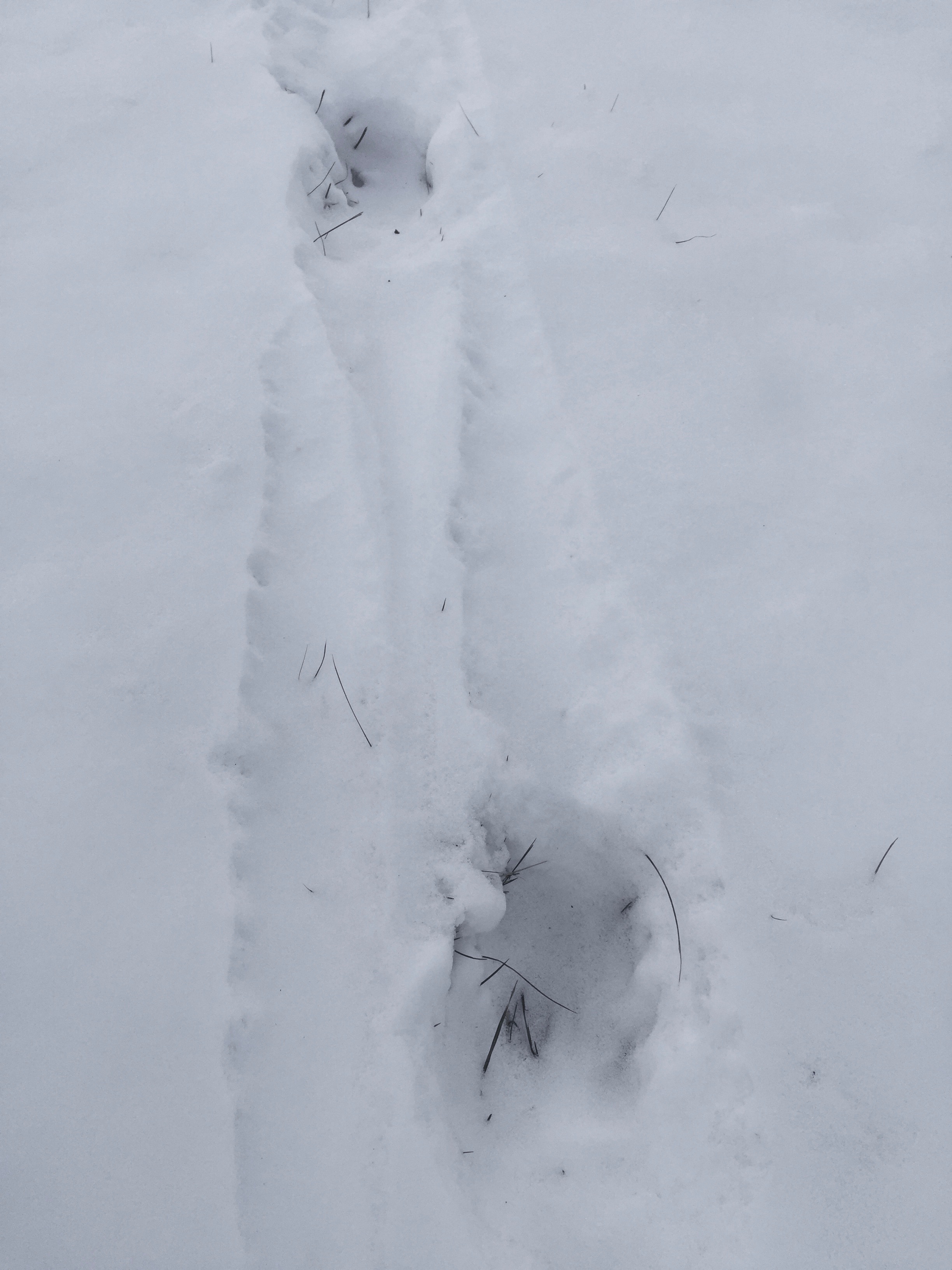 Animal Tracks in the Snow Can You Help Us Identify Them? — Brooklyn