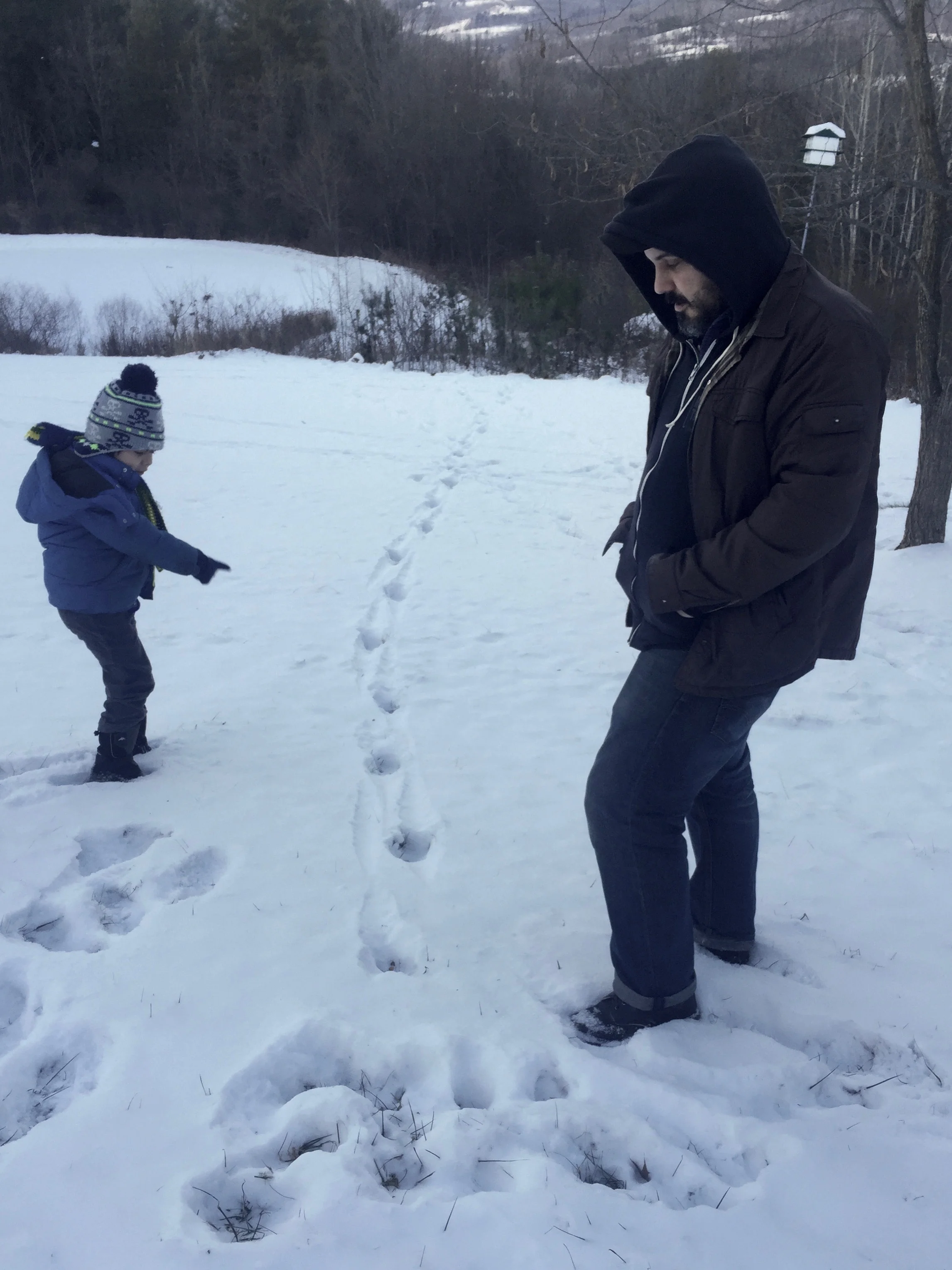 Could these be bear tracks in the snow? Or coyote tracks? They don't look like deer tracks to me.