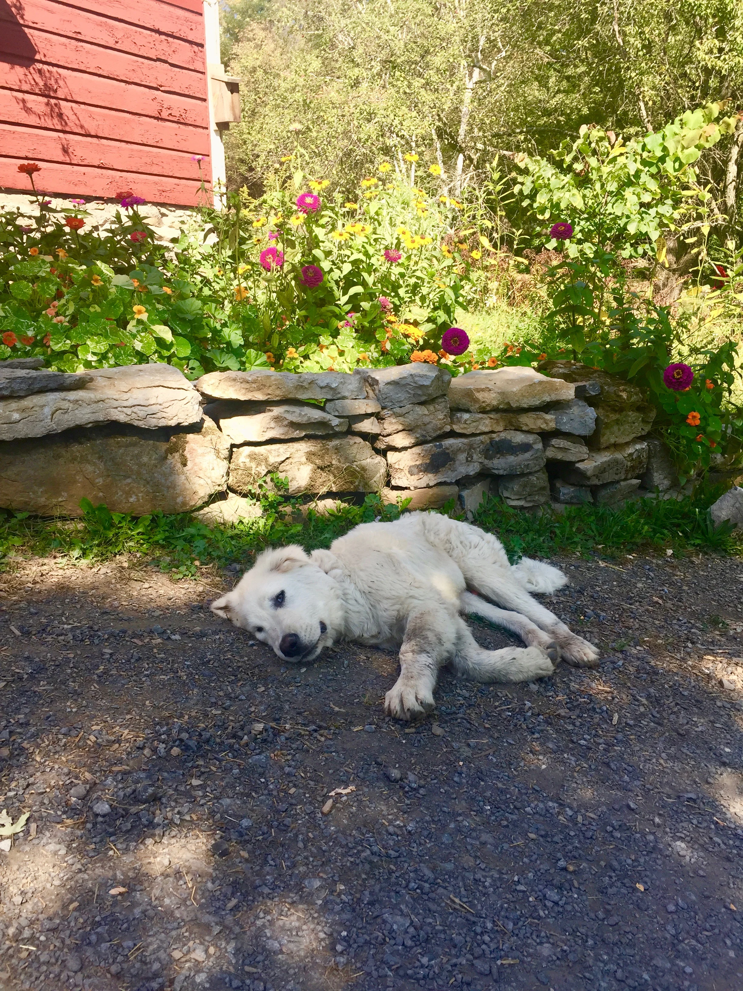 maremma italian sheep dog breeder ny