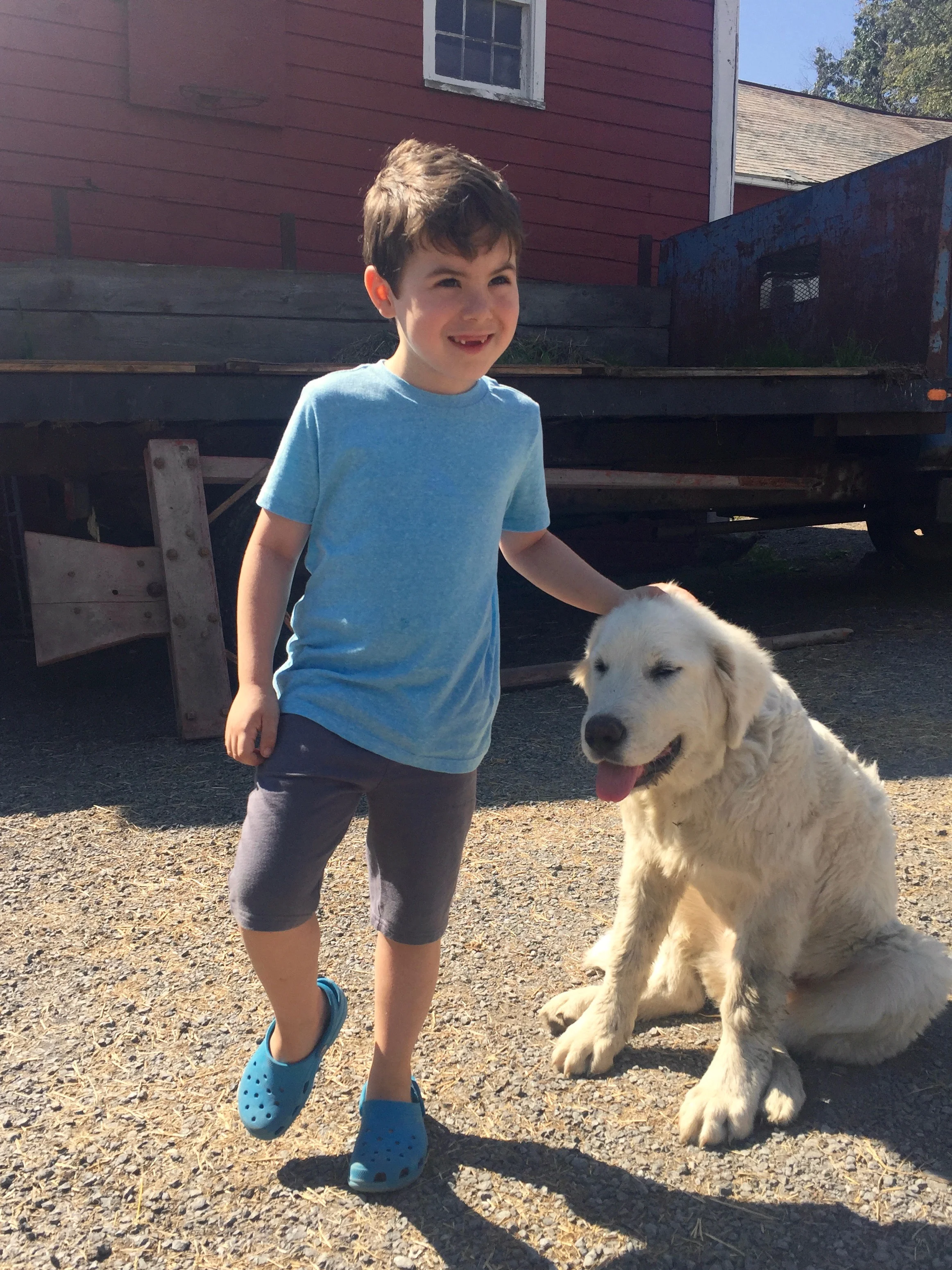 maremma italian sheep dog catskills