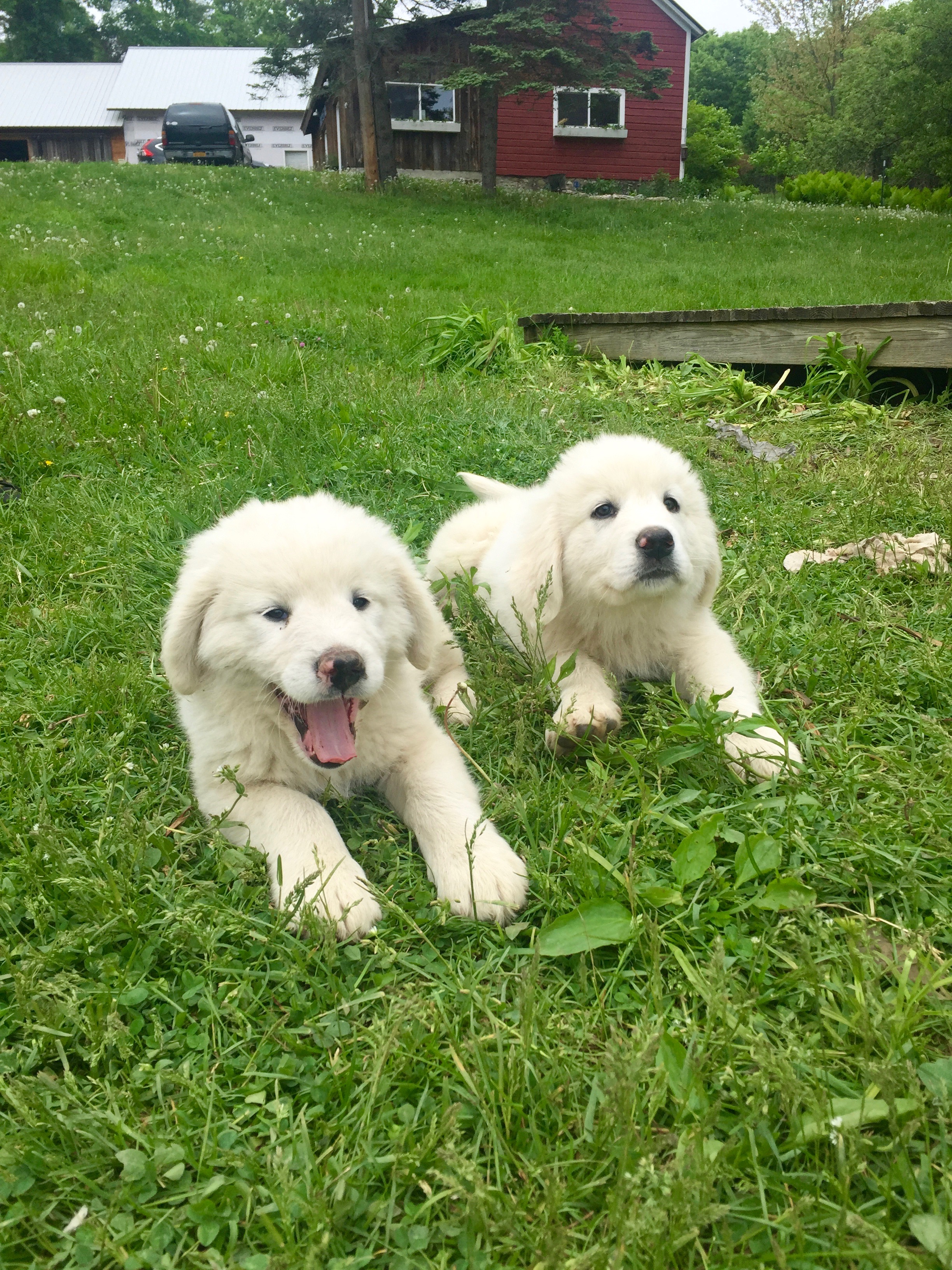 white maremma dog