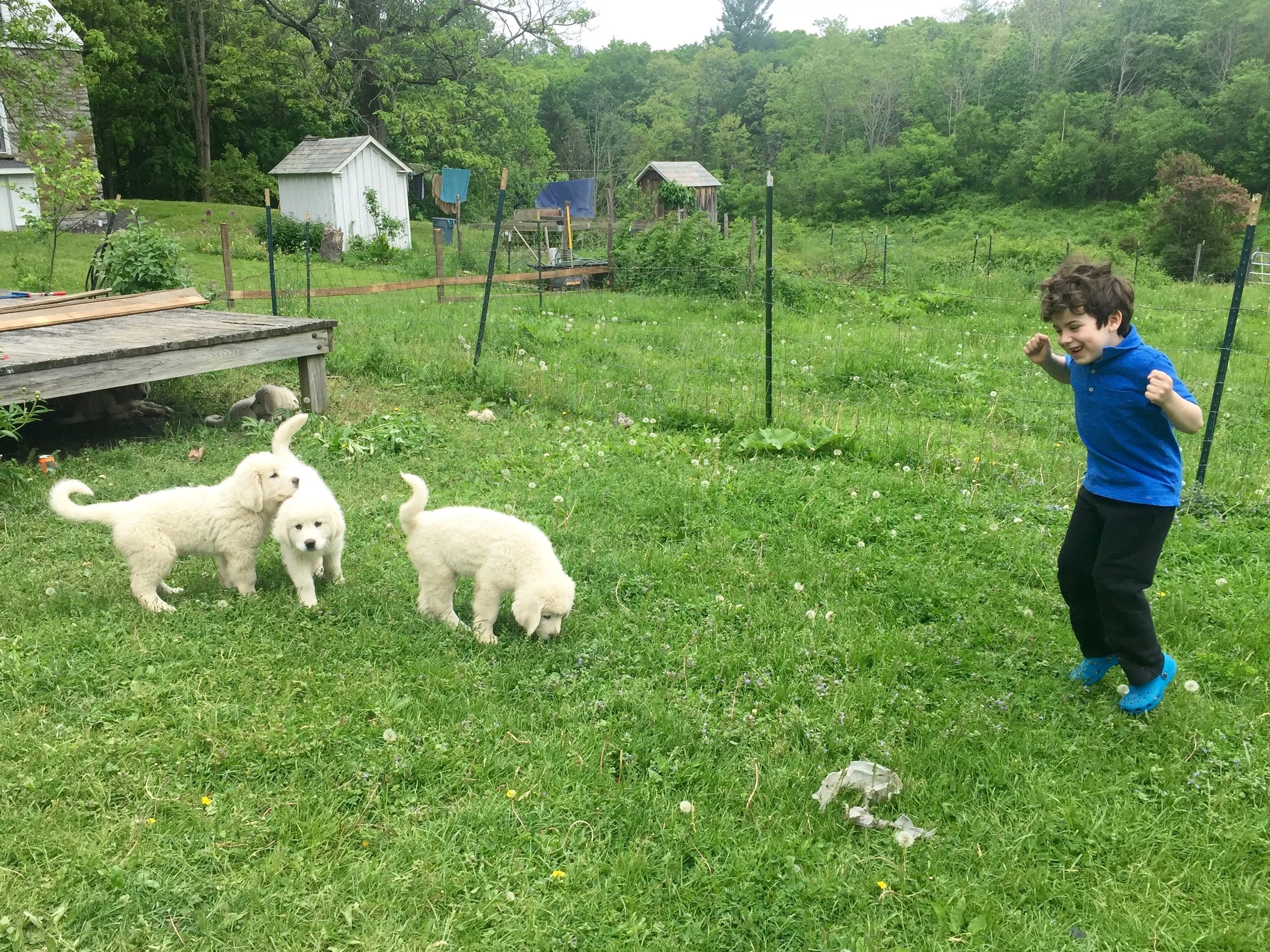 maremma maremma puppies