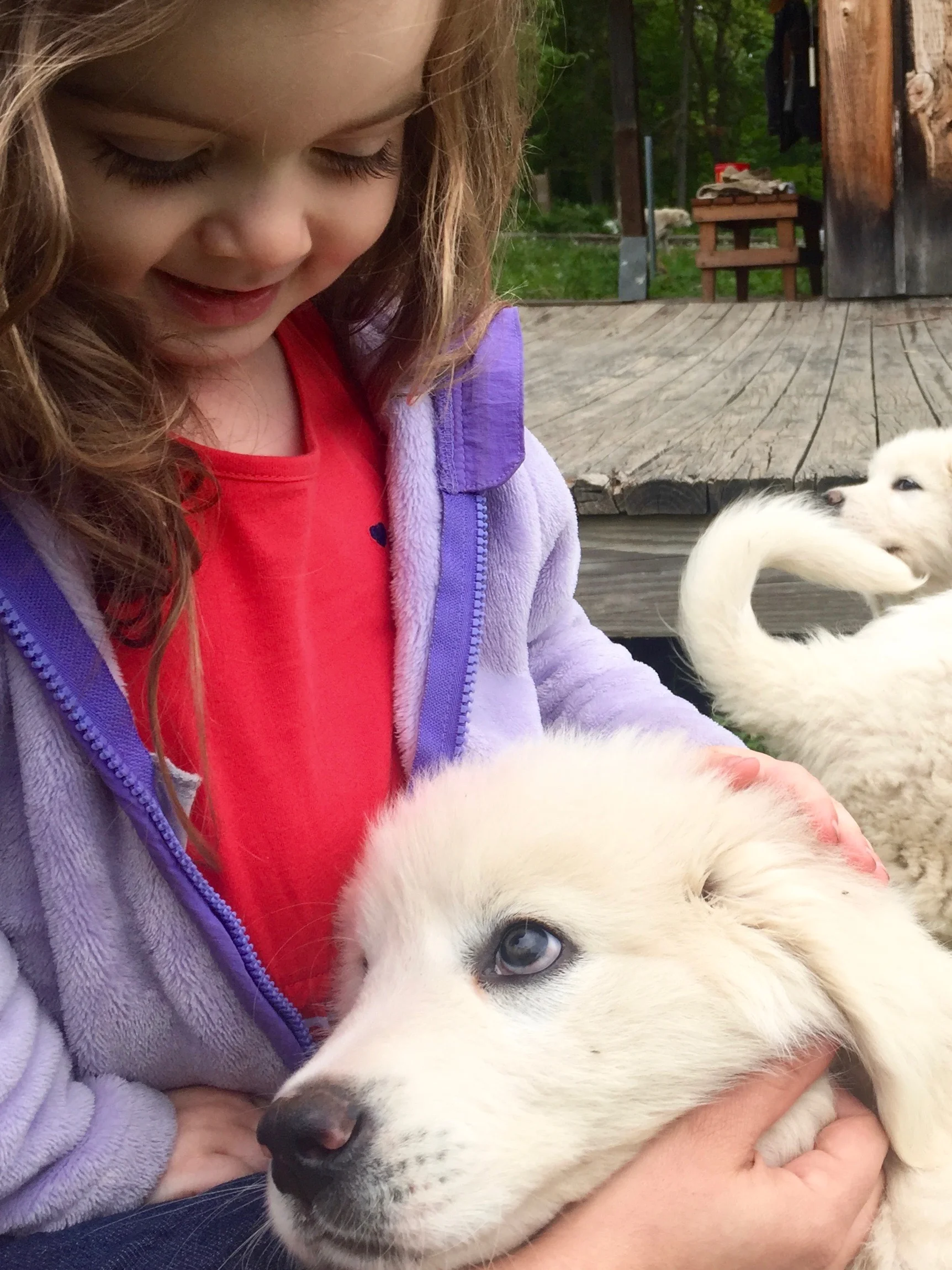 italian sheepdog puppy maremma
