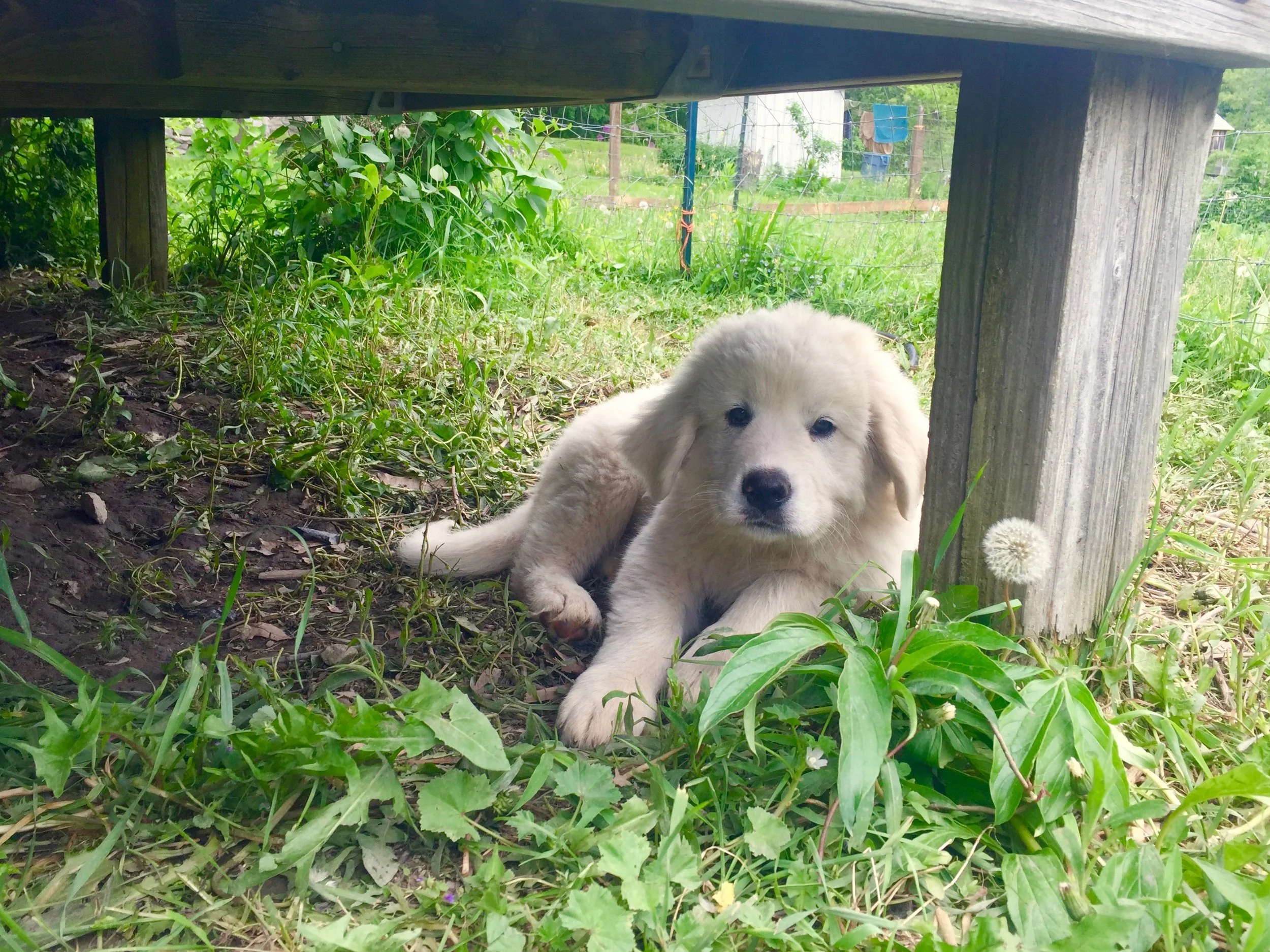 italian sheepdog puppy.jpg