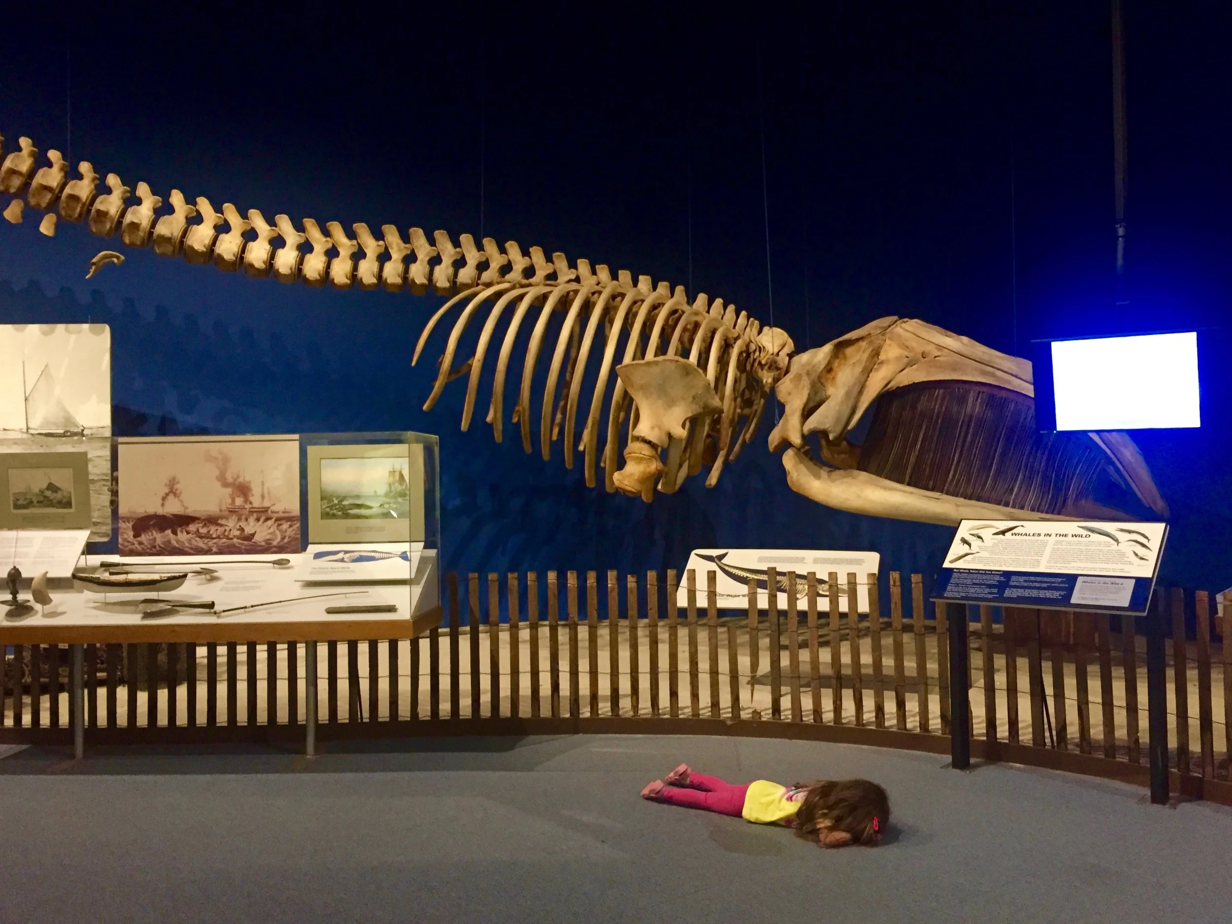 Whale skeleton at NYSM