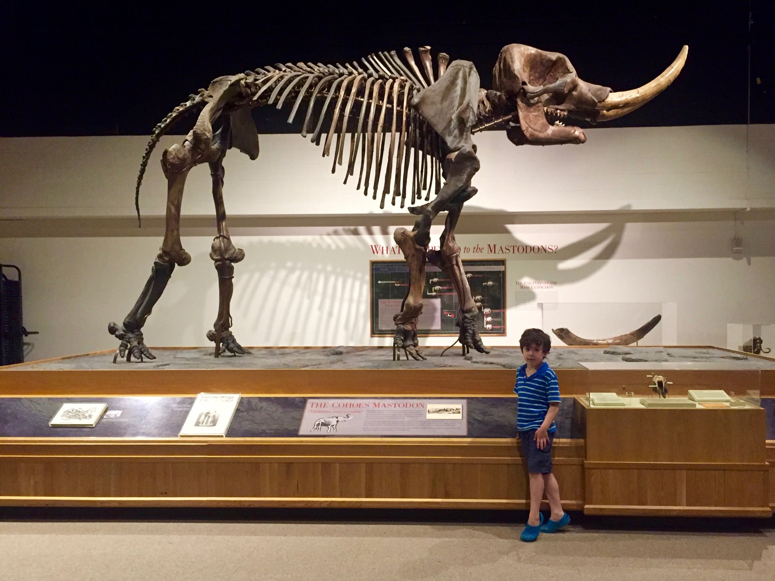 mastodon ny state museum.jpg