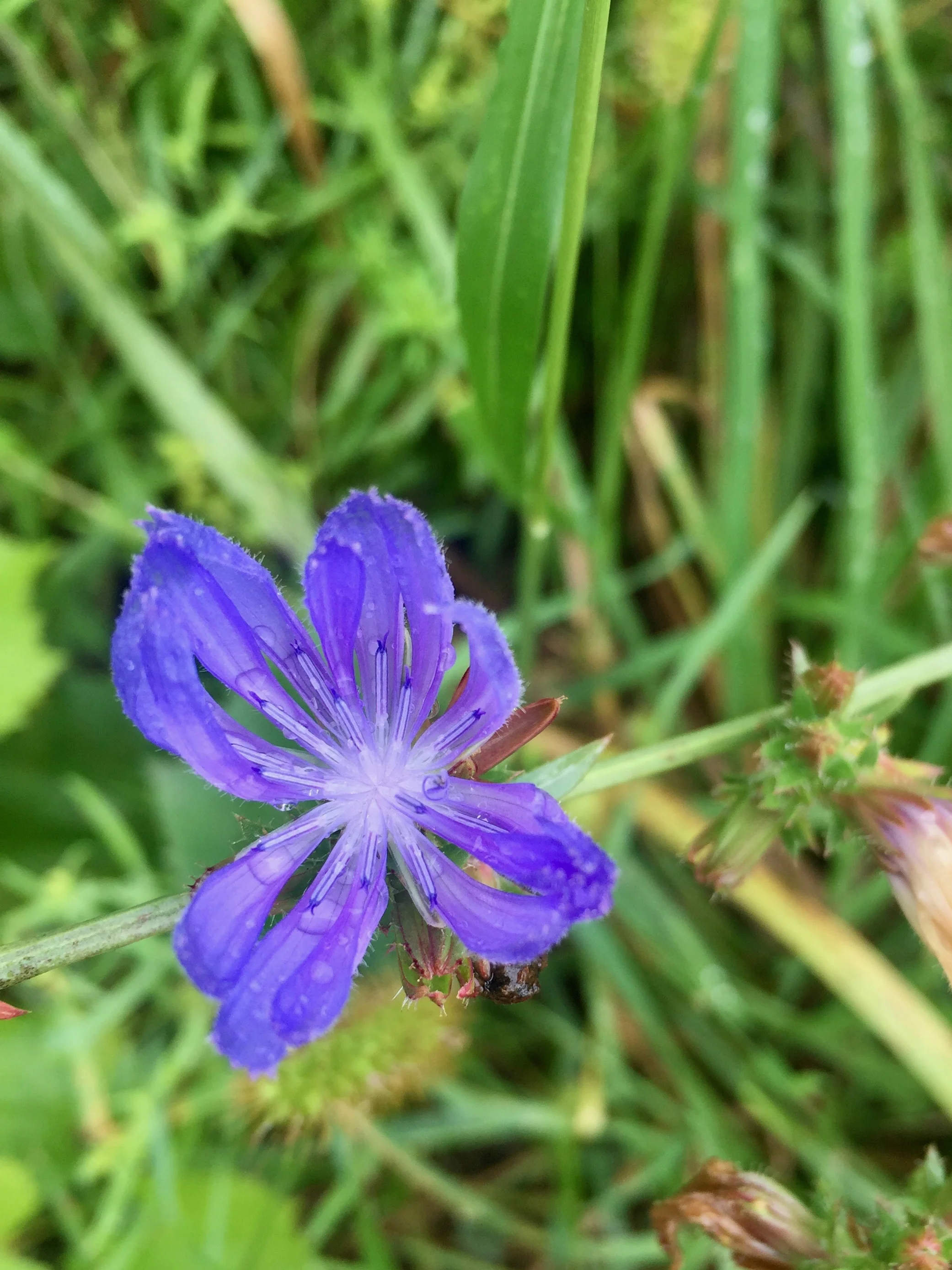 This purplish-blue petaled wildflower, which appears to be chicory (according to the trusty Wildflowers of the Catskills Guide ), is also growing on the land already.