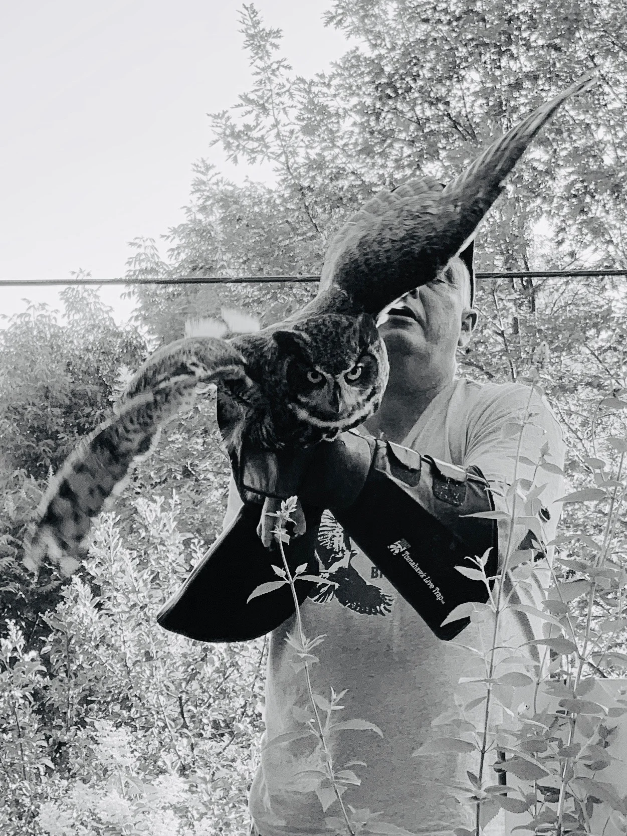 An Owl Takes Flight at Heather Ridge Farm