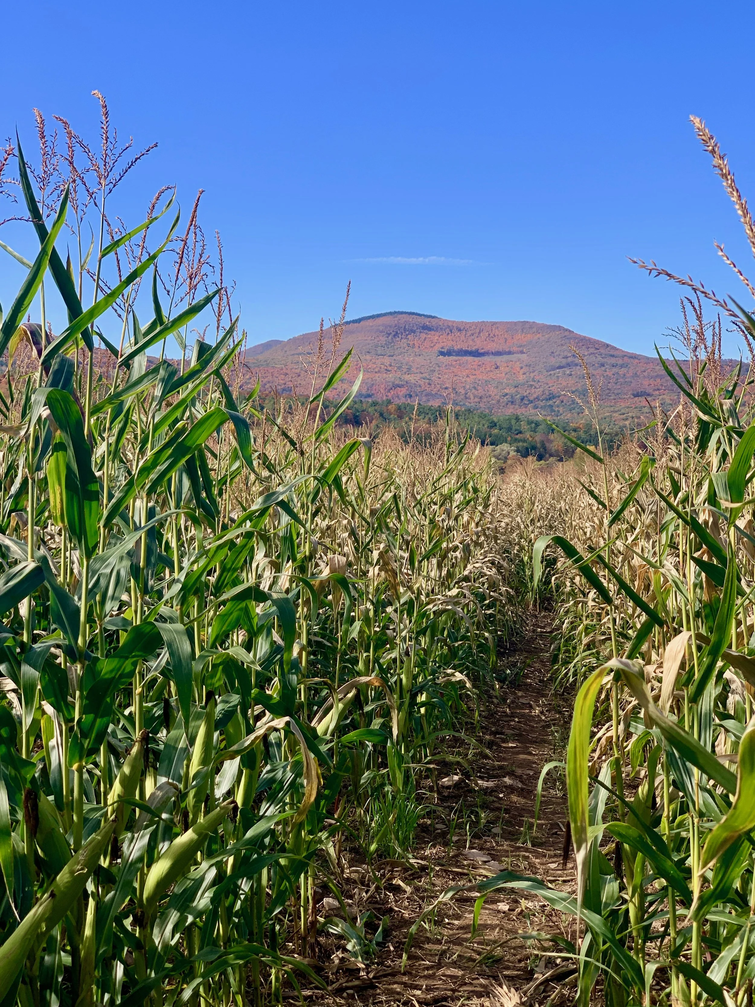 Best Corn Maze in the Catskills?