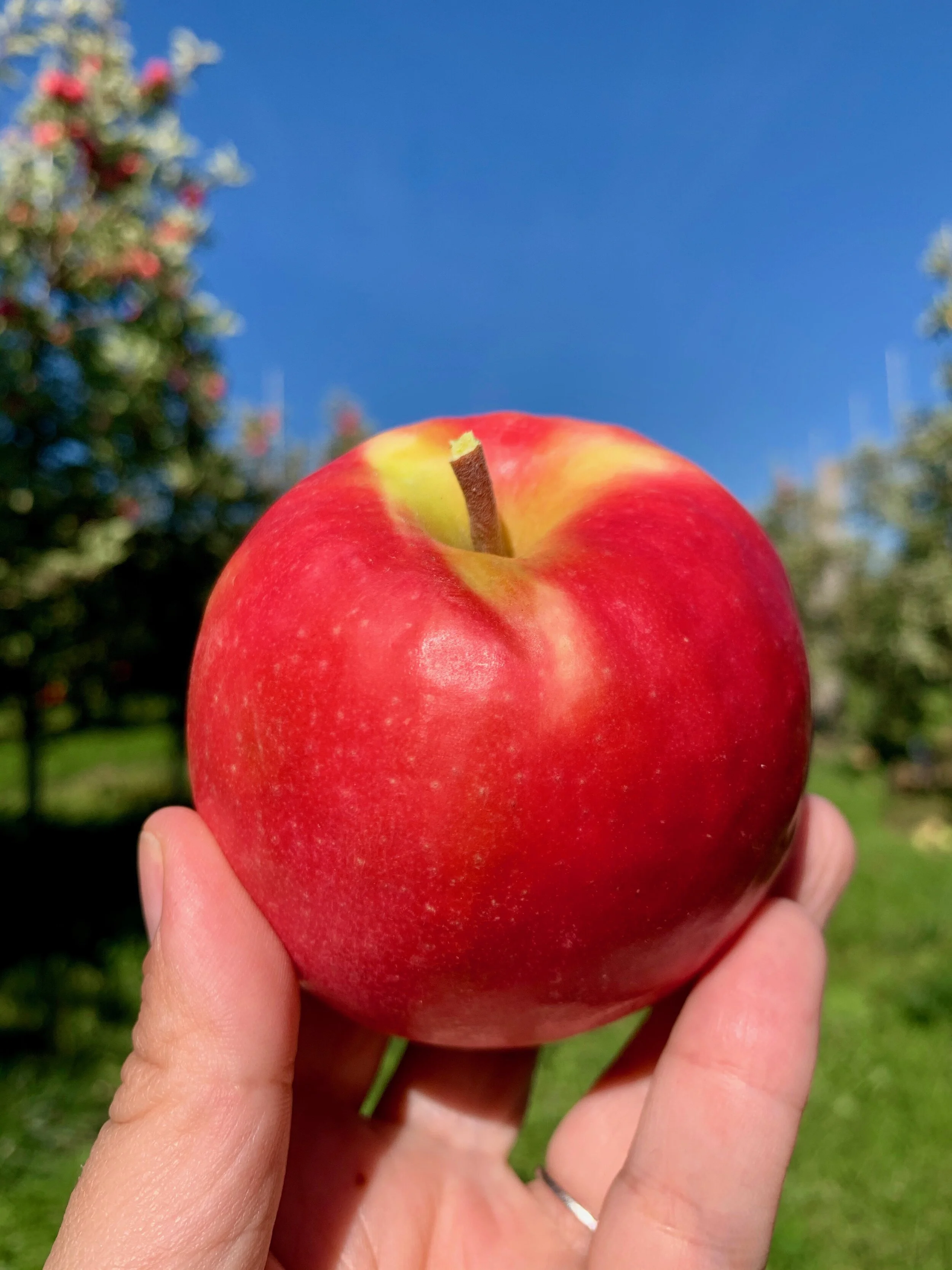 Boehm Farm: Catskills Apple Picking Without the Crowds