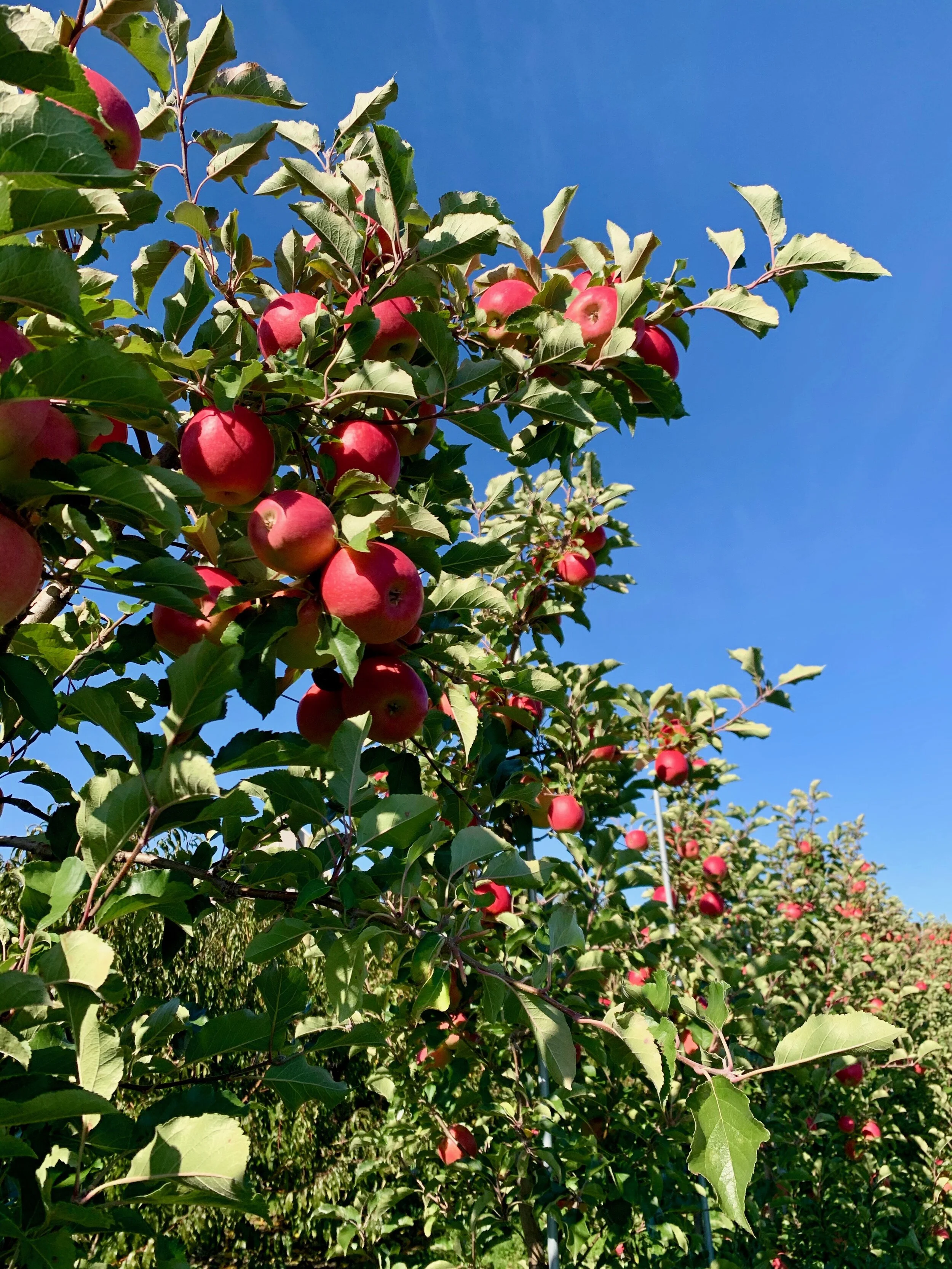 Apple Picking in the Catskills and Hudson Valley Without the Crowds