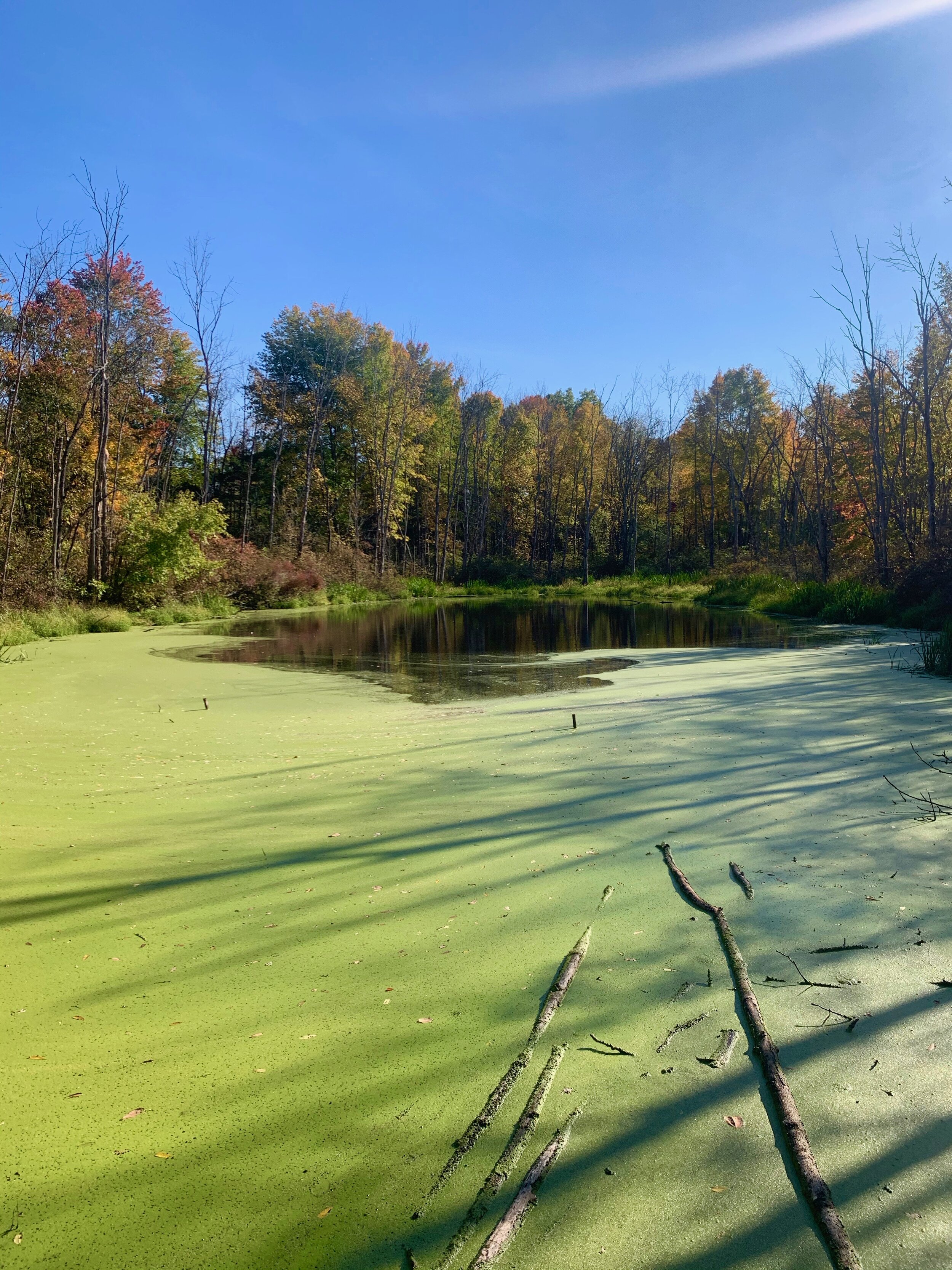 Don't Drain This Swamp: A Little Hike with Lots of Nature