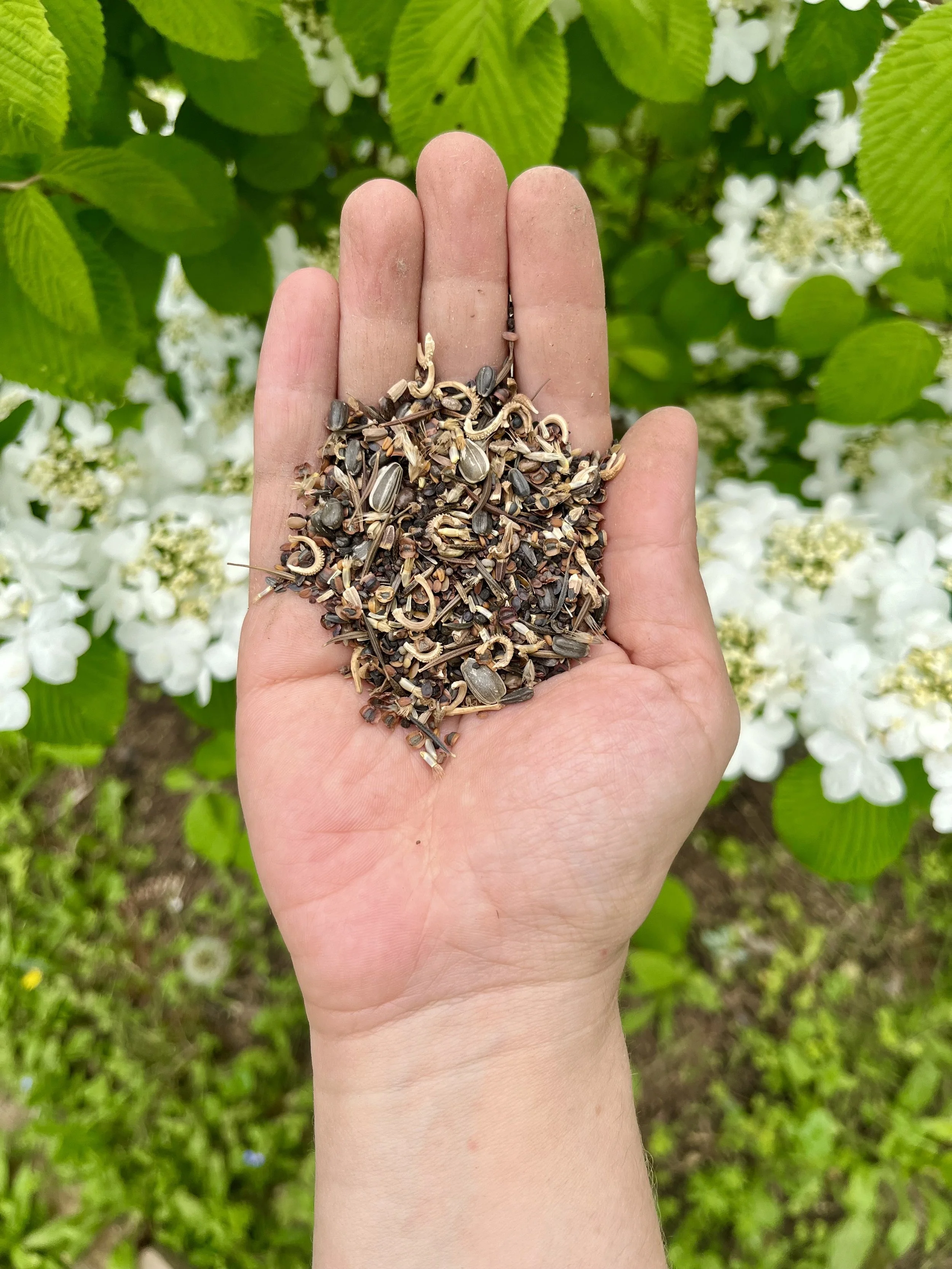 How to Plant Wildflowers in the Catskills