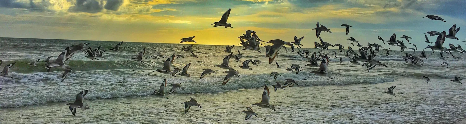 Covershot Seabirds4 copy.jpeg