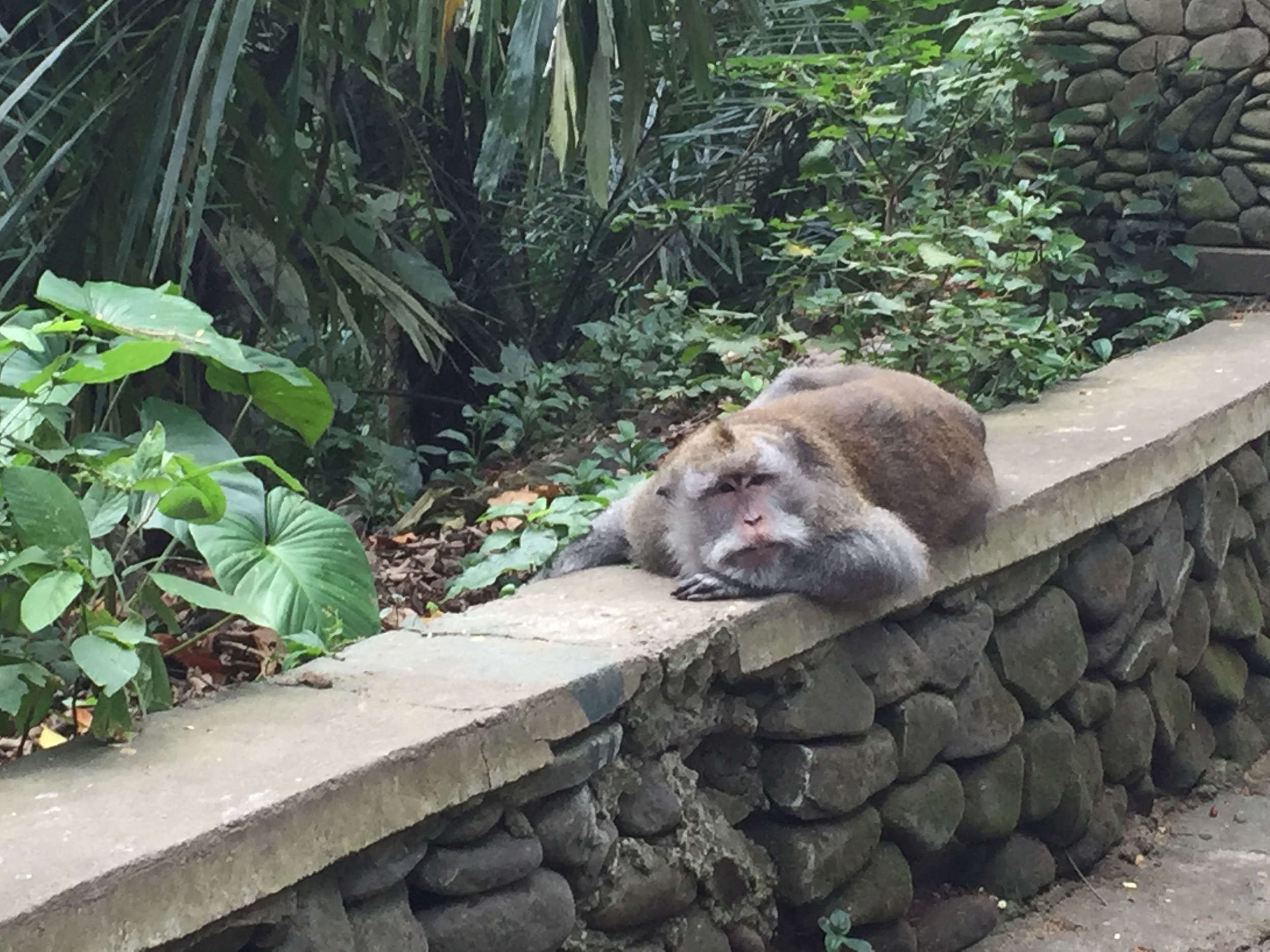 Sacred Monkey Sanctuary - Yes, the picture is zoomed to the max because I am a weenie.