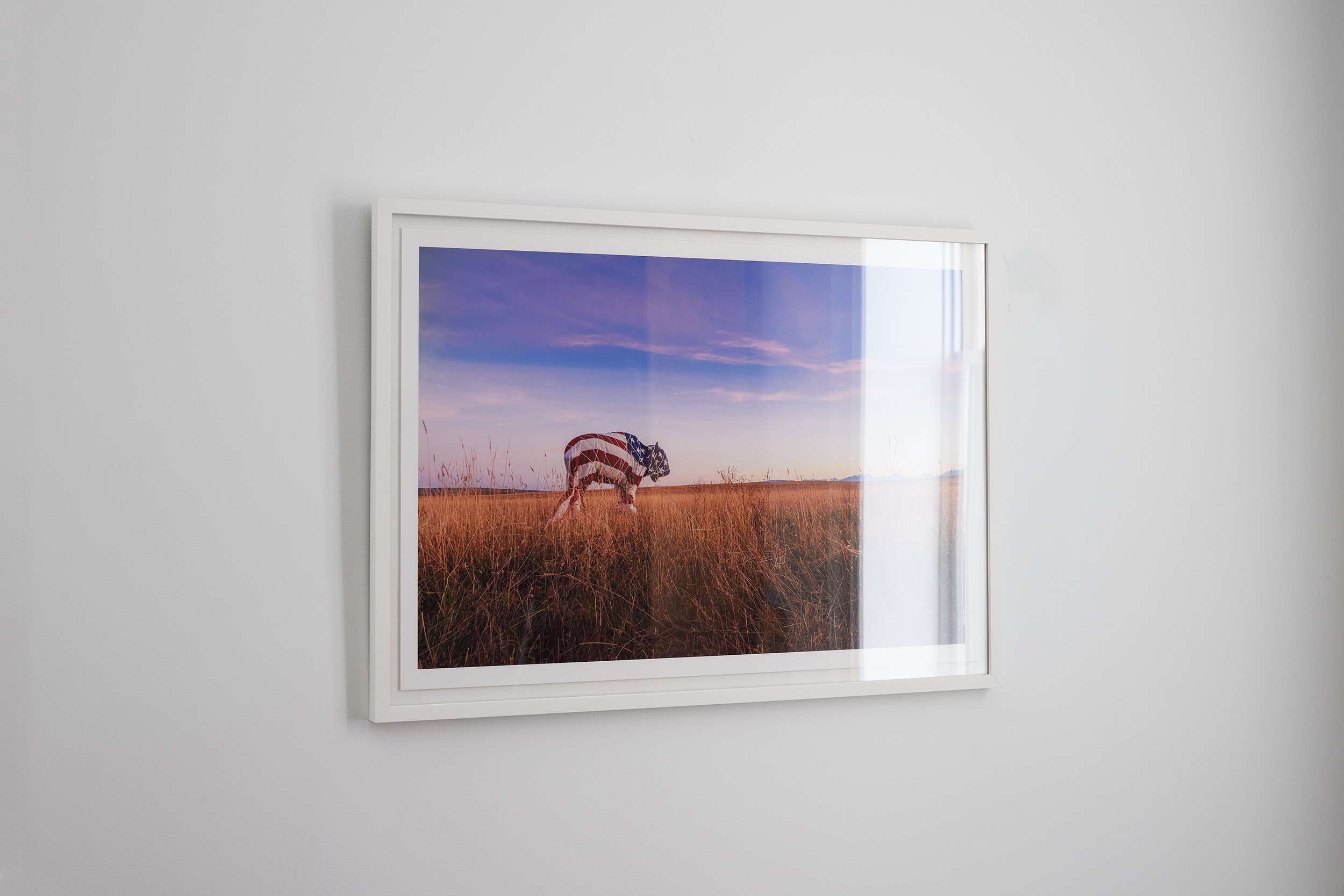 "Bound Bison at Sunset"