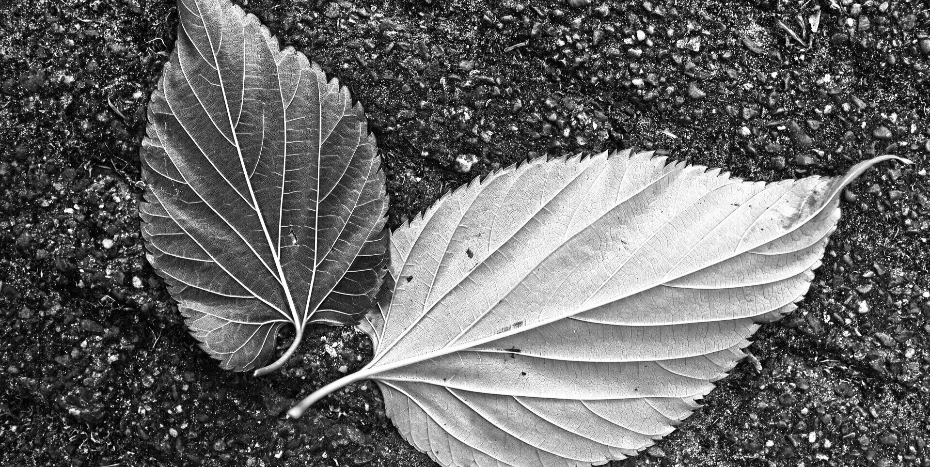 leaf-3513003_1920.jpg