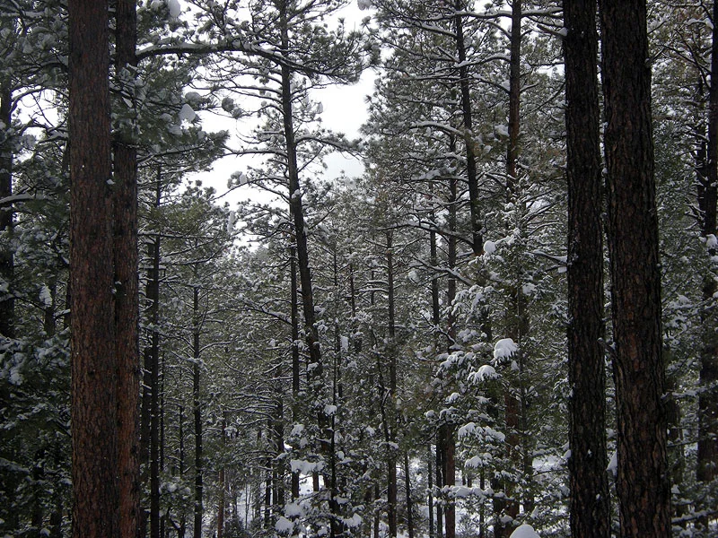 Snowy-Pines-3151-800x600.jpg