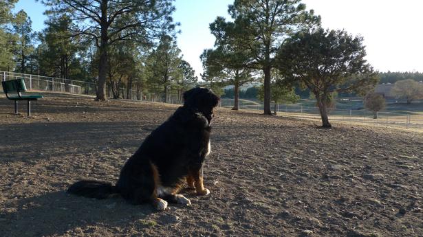 Ruidoso Dog Park 2.jpg