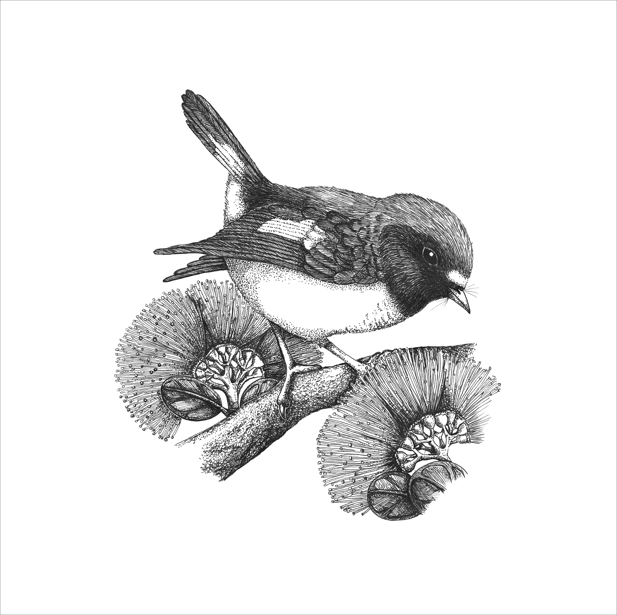 Bird01.jpg