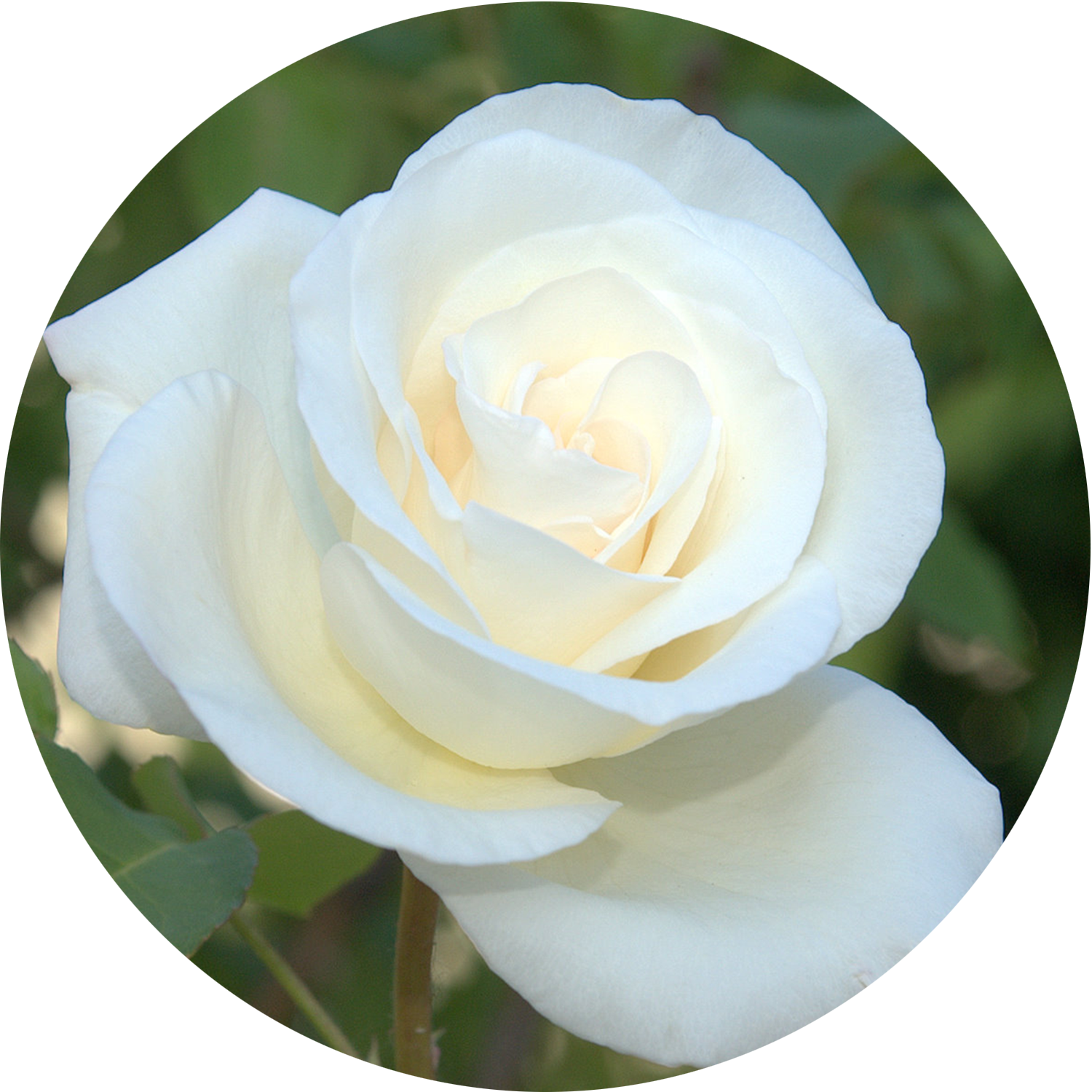 IMG_0673_beth_circle_founder_page.png