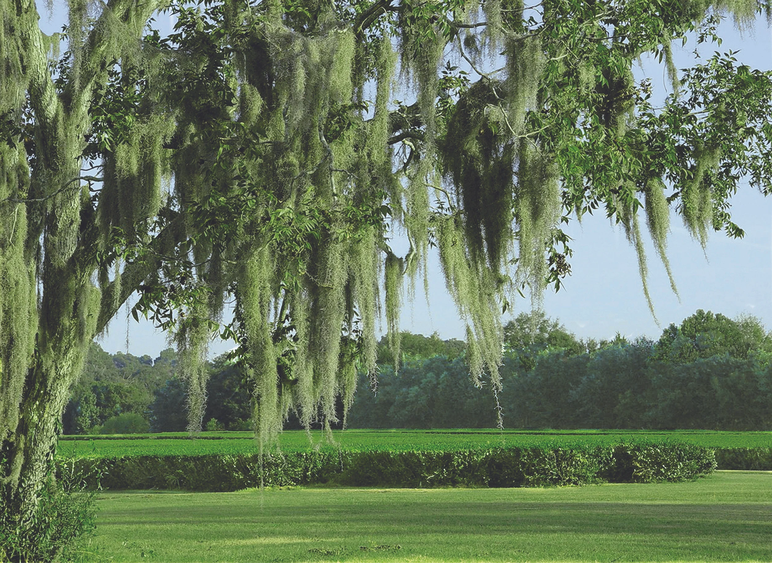 A Scenic view of the tea fields