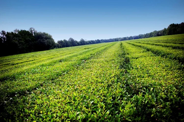 An Elevated view of freshly harvest tea fields