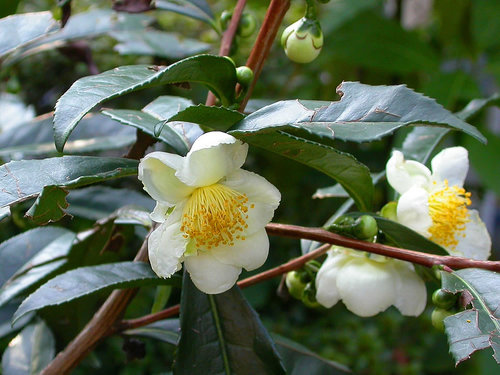 Tea plant blossoms