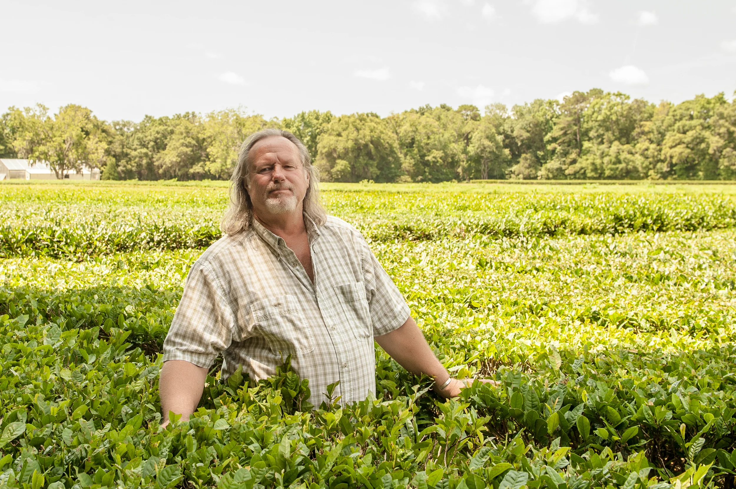 Bill Hall standing in a tea field