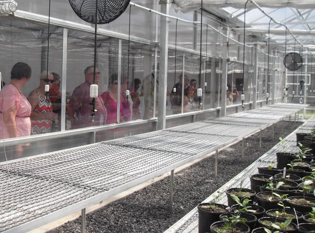 Guests looking a baby tea plants