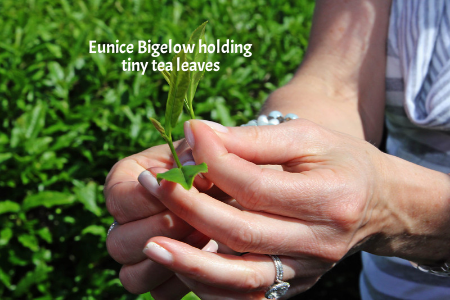 Eunice Bigelow holding tiny tea leaves