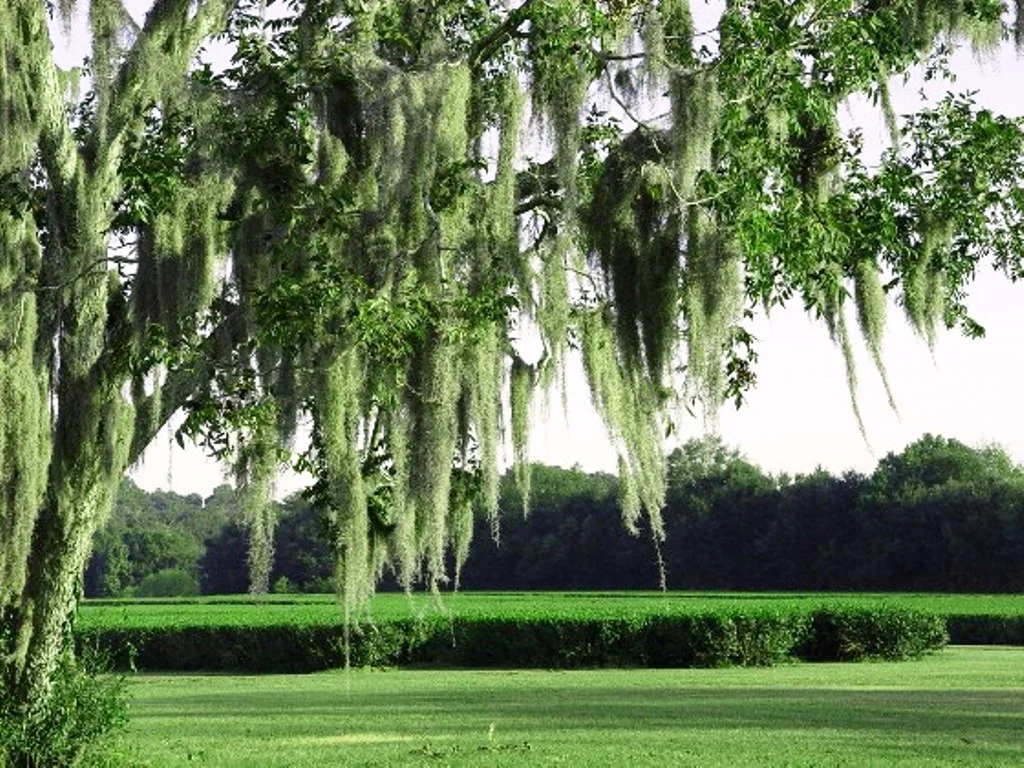 CTG tea fields and oak tree.jpg