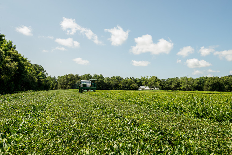 Tea harvester at work in the tea fields