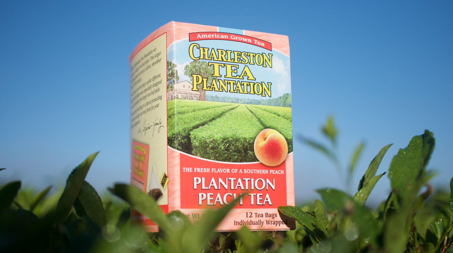 Gift Guide for Tea Lovers — Charleston Tea Plantation