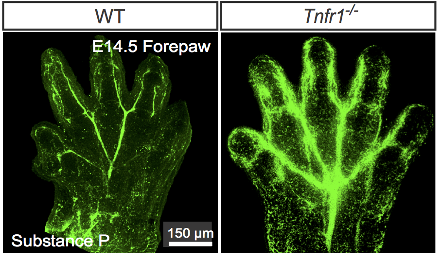 paw staining.png