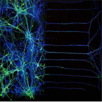motor+neurons+in+chambers.jpg