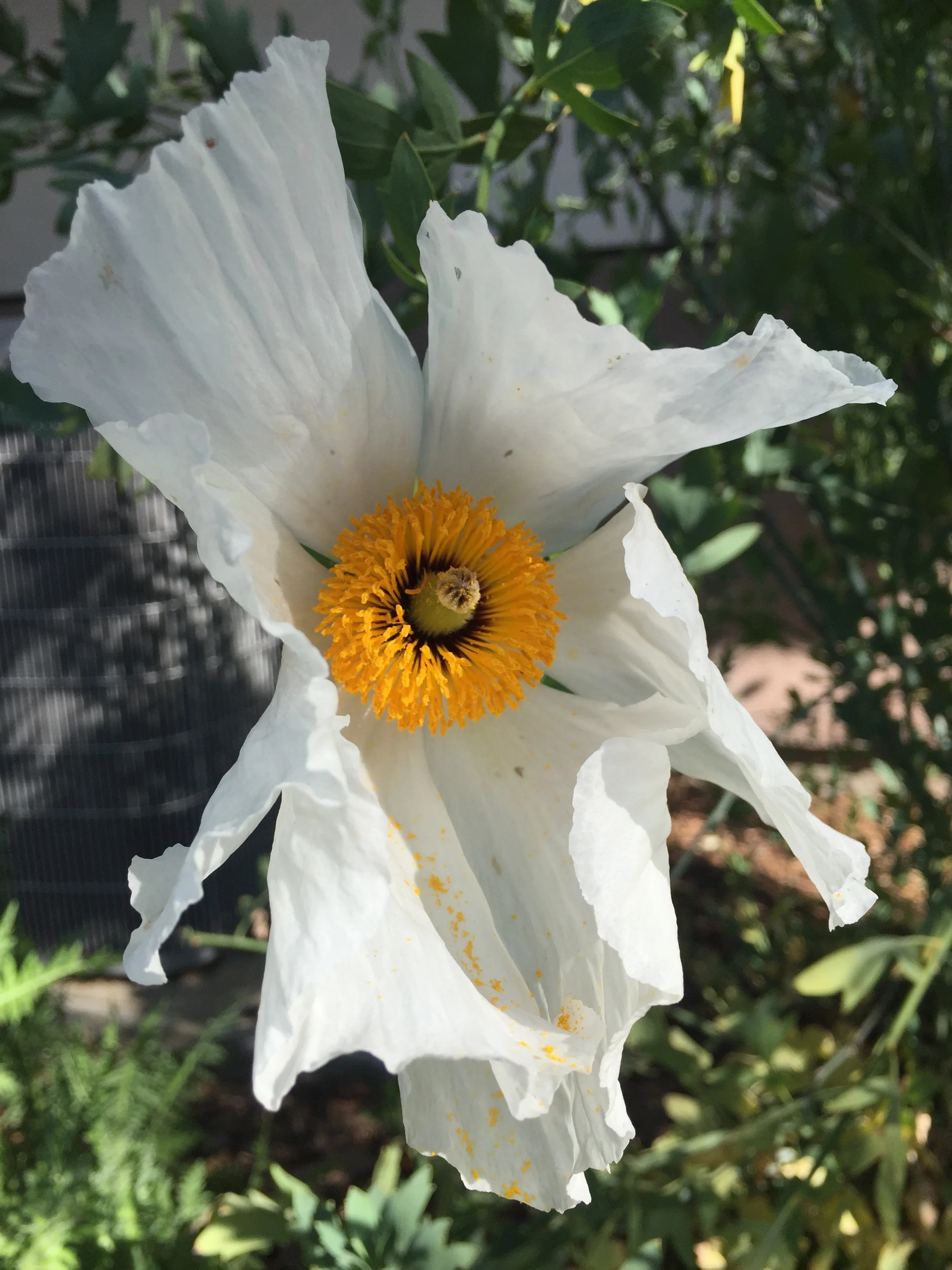 Matilija Poppy