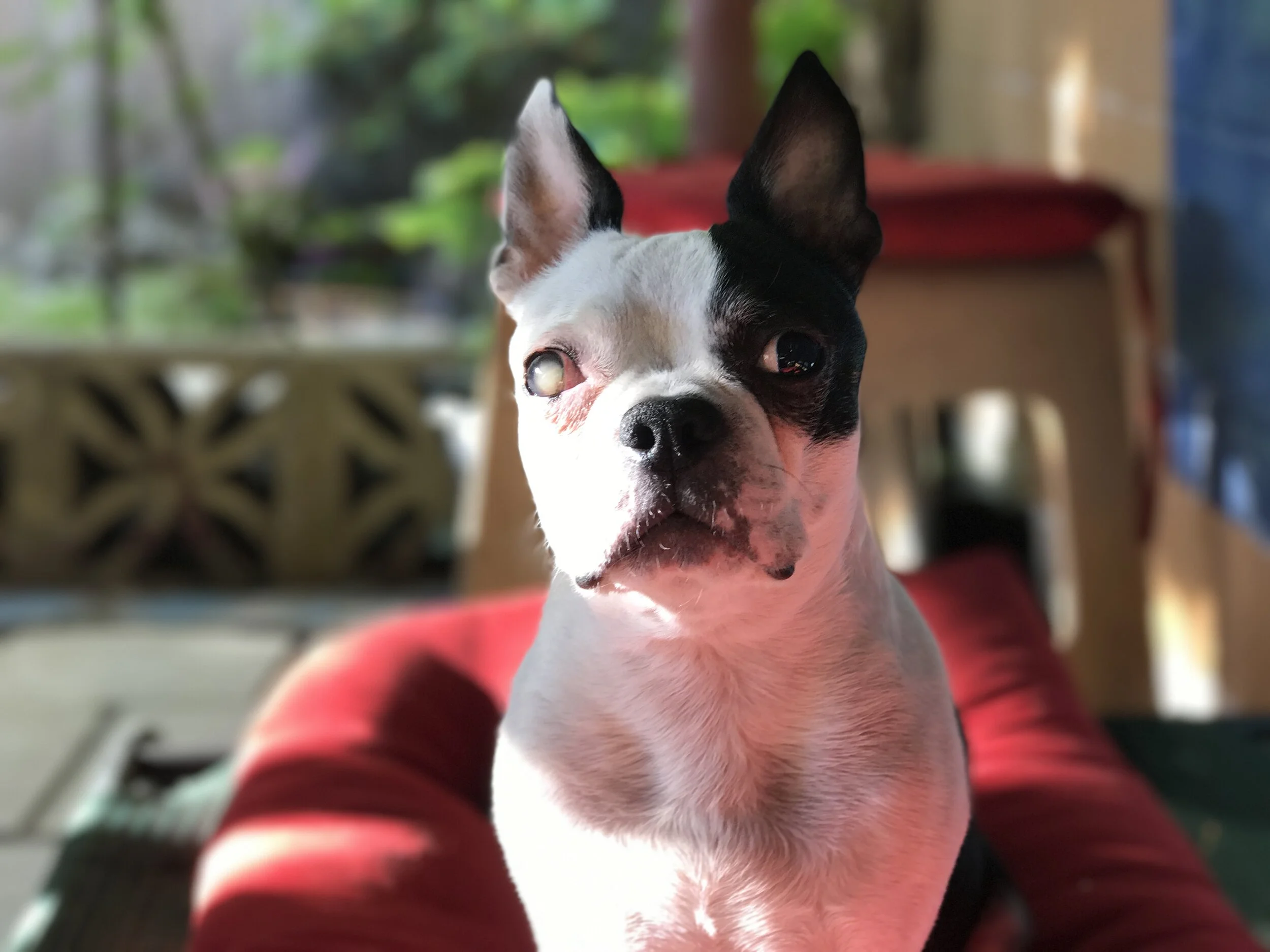 The Best Boy