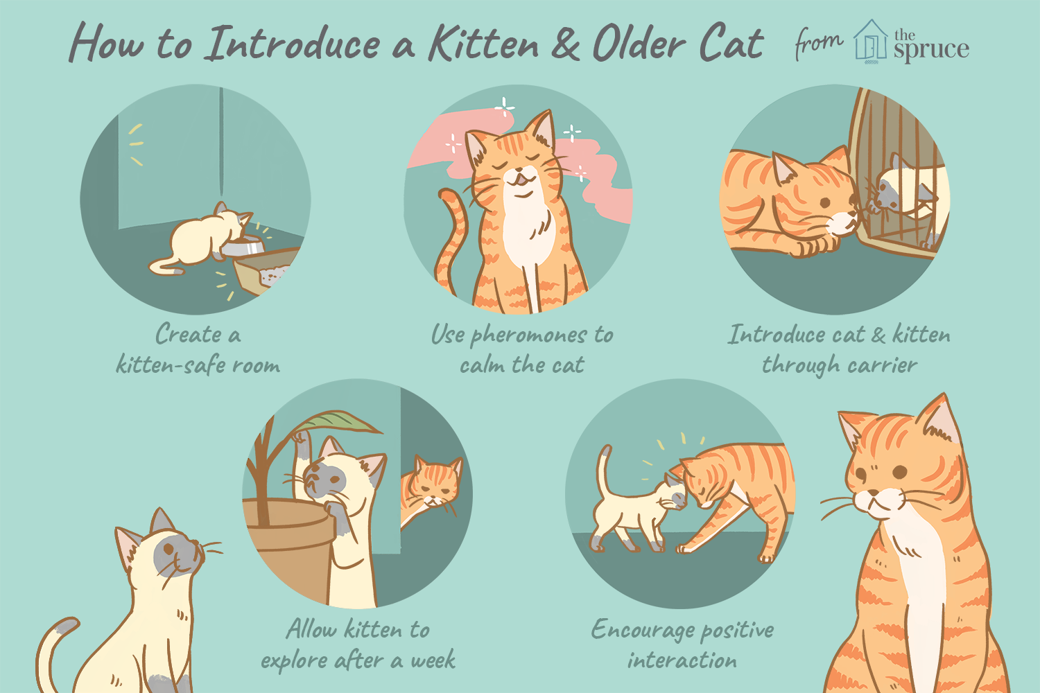help-older-cat-accept-kitten-554827-FINAL.png