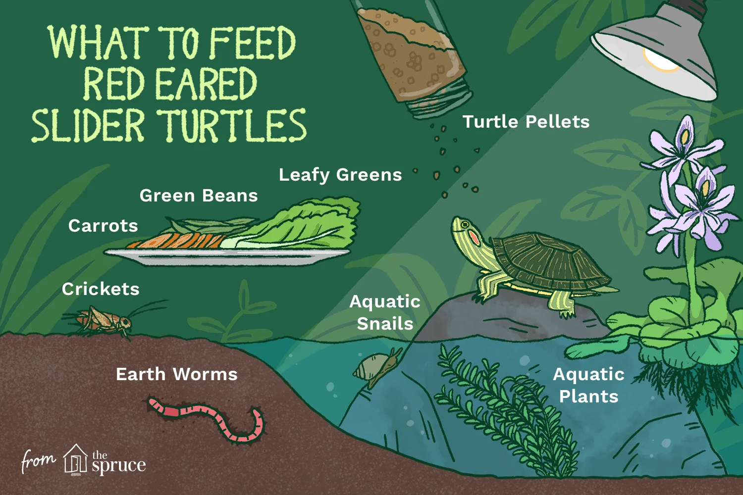 how-much-should-i-feed-my-red-eared-slider-1238367-JS.jpg
