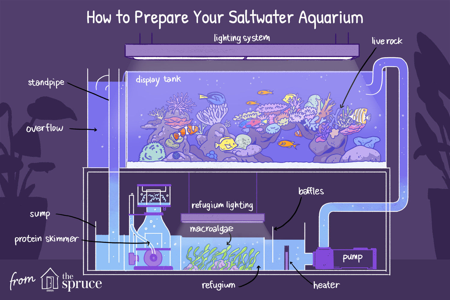 saltwater-aquarium-setup-2925685-final.webp
